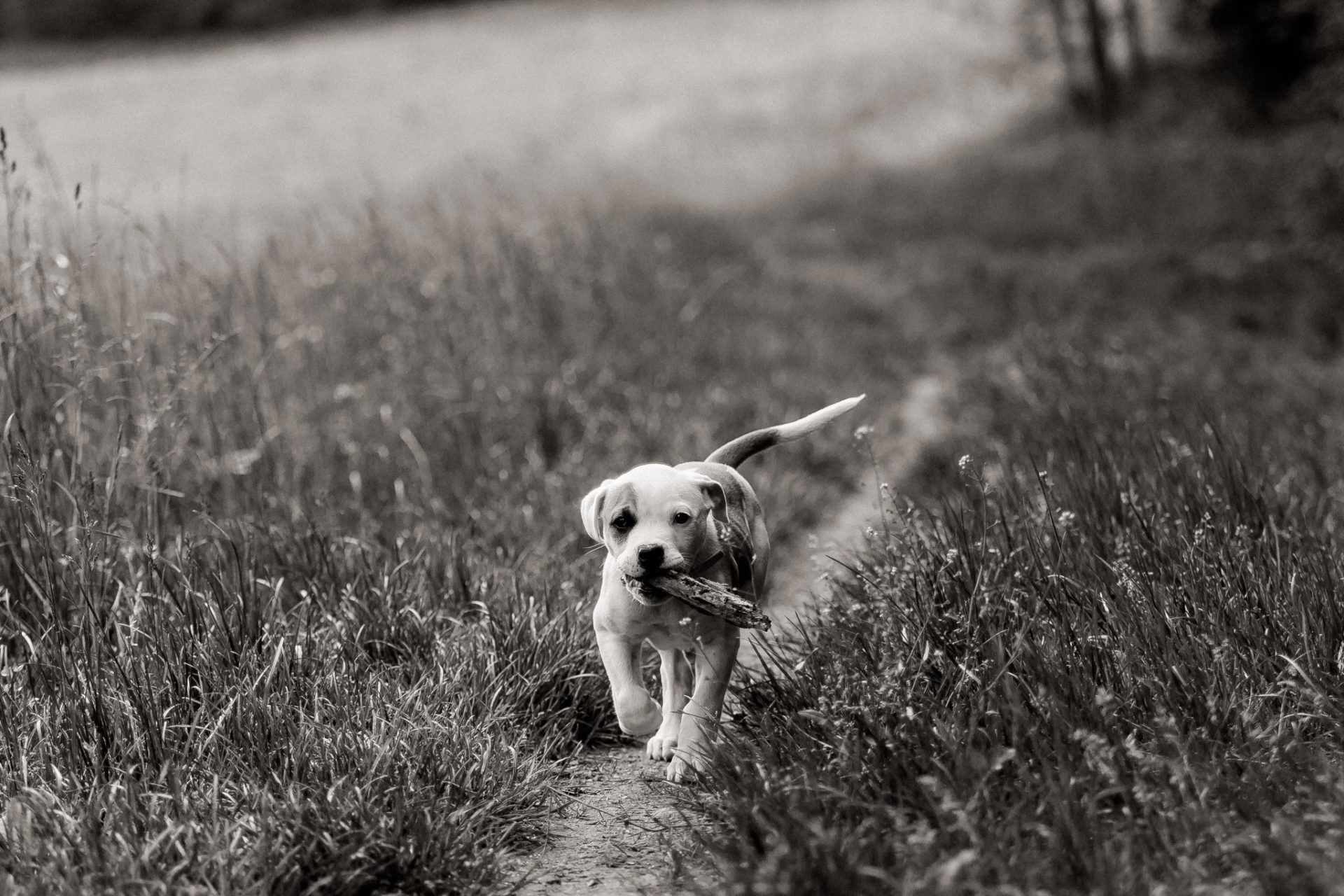 Dog Photographer-American Bulldog puppy-19 dog photographer germany-dog portrait natural-stuttgart pet photos-american bulldog puppy