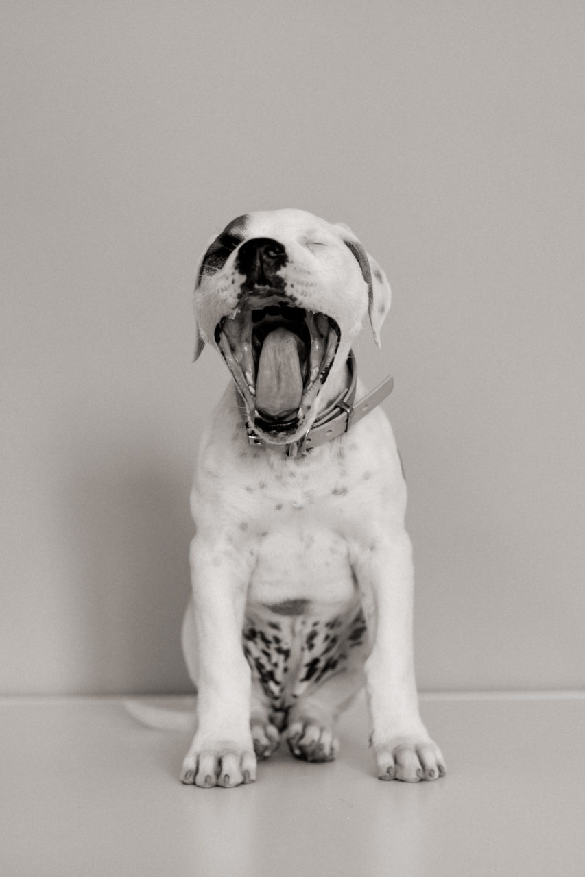 Dog Photographer-American Bulldog puppy-2 dog photographer germany-dog portrait natural-stuttgart pet photos-american bulldog puppy