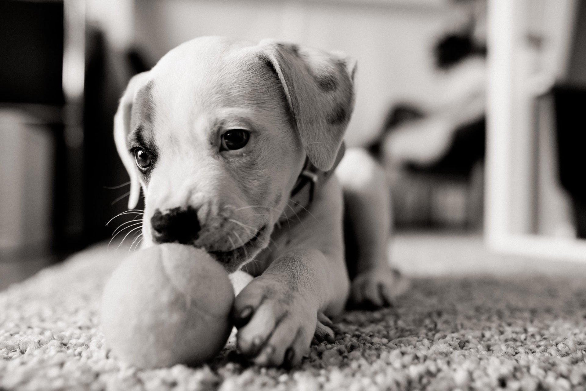 Dog Photographer-American Bulldog puppy-3 dog photographer germany-dog portrait natural-stuttgart pet photos-american bulldog puppy