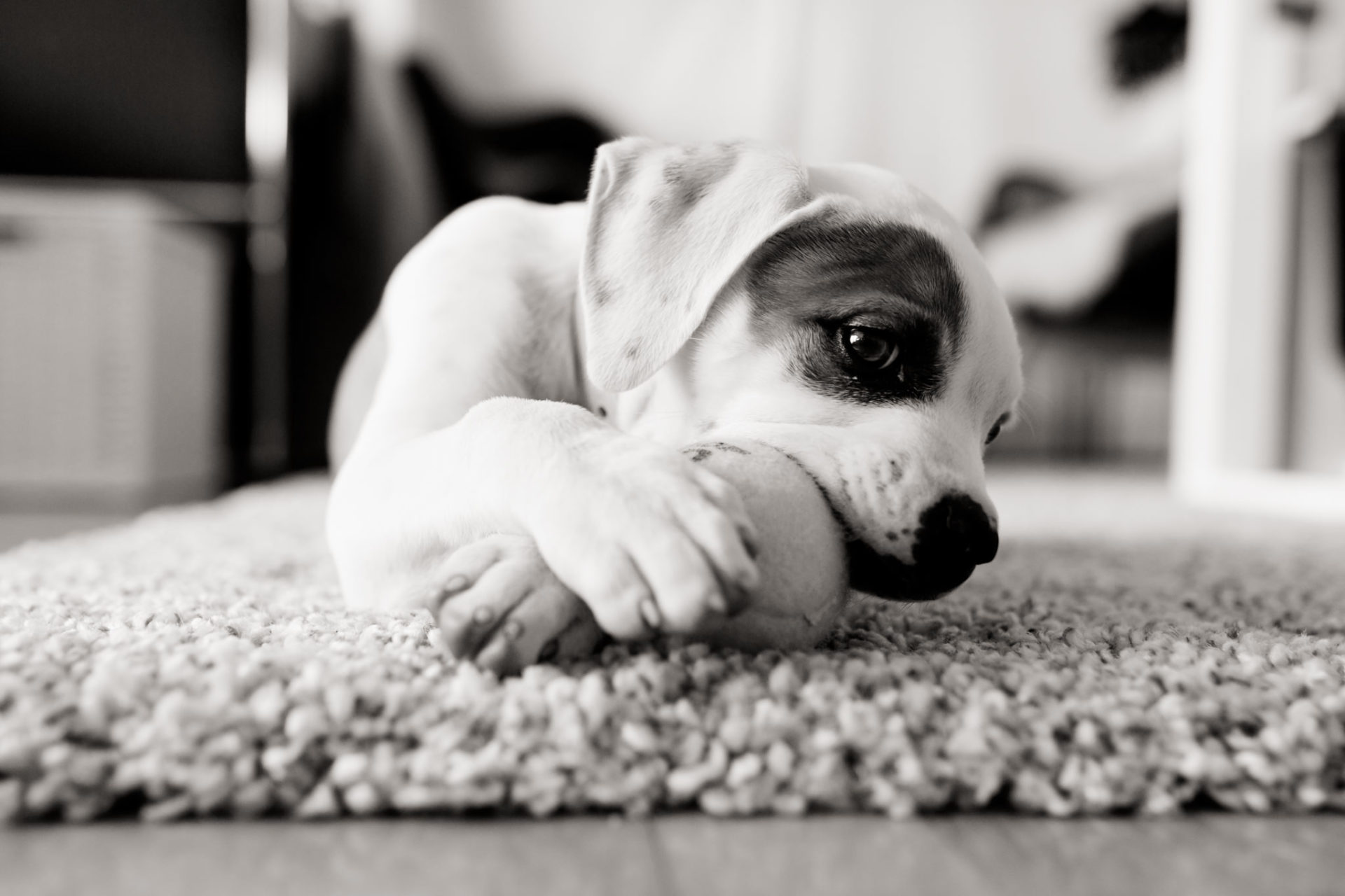 Dog Photographer-American Bulldog puppy-4 dog photographer germany-dog portrait natural-stuttgart pet photos-american bulldog puppy