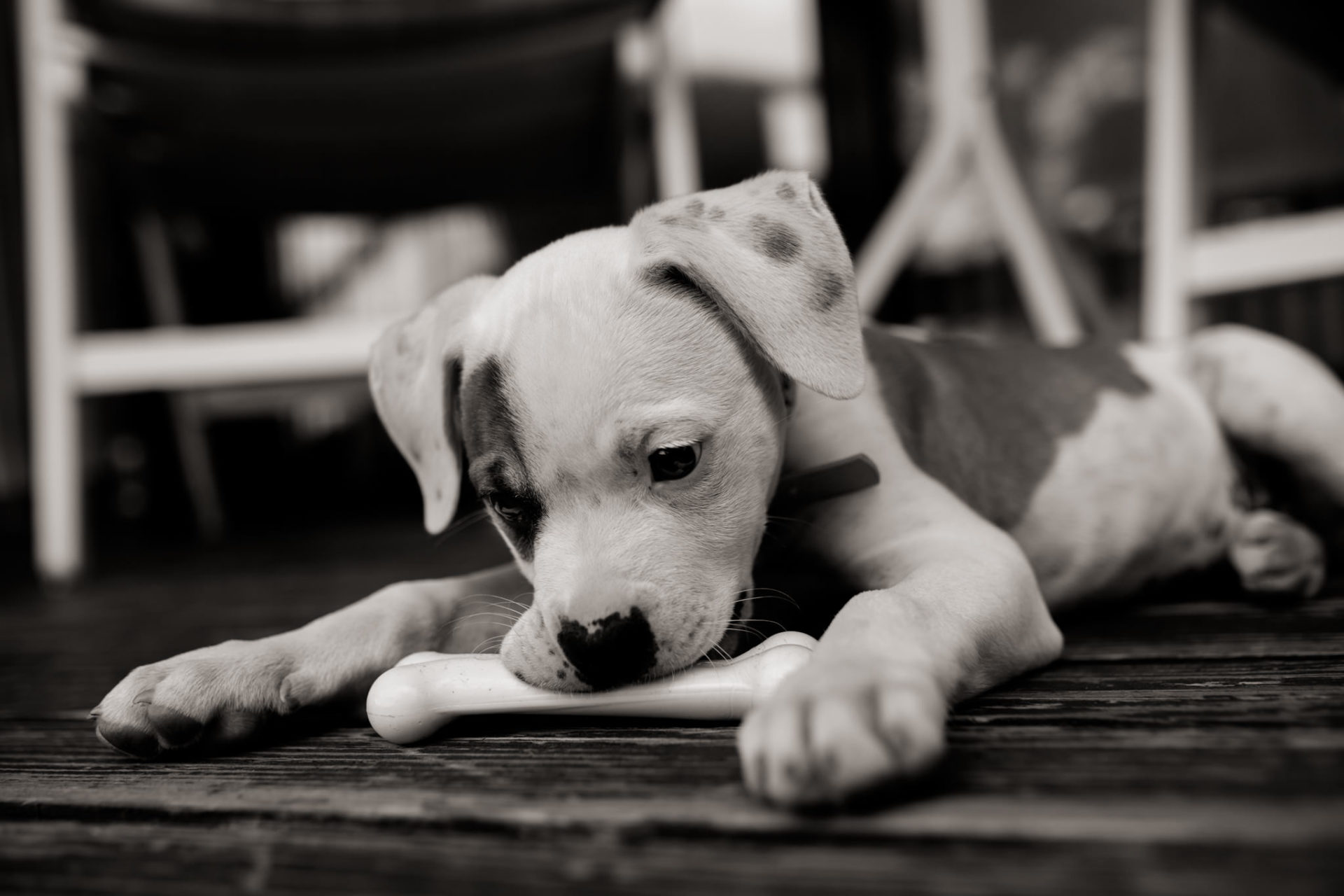 Dog Photographer-American Bulldog puppy-6 dog photographer germany-dog portrait natural-stuttgart pet photos-american bulldog puppy