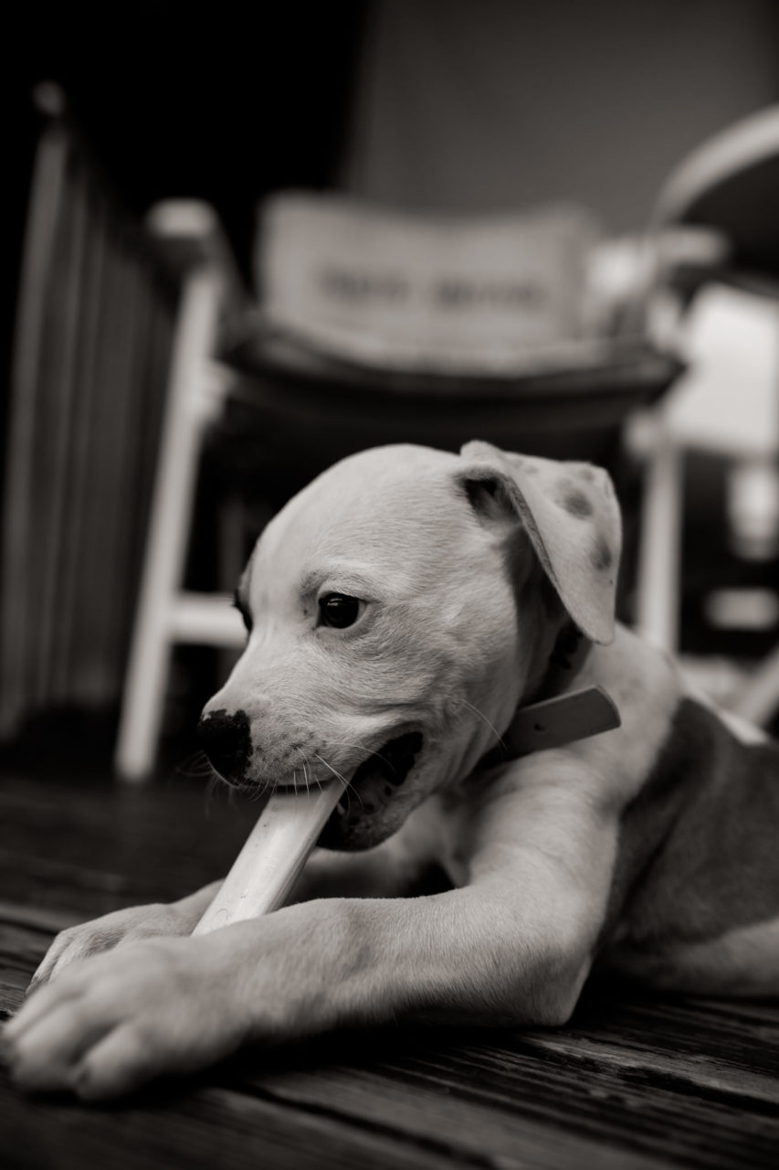Dog Photographer-American Bulldog puppy-7 dog photographer germany-dog portrait natural-stuttgart pet photos-american bulldog puppy