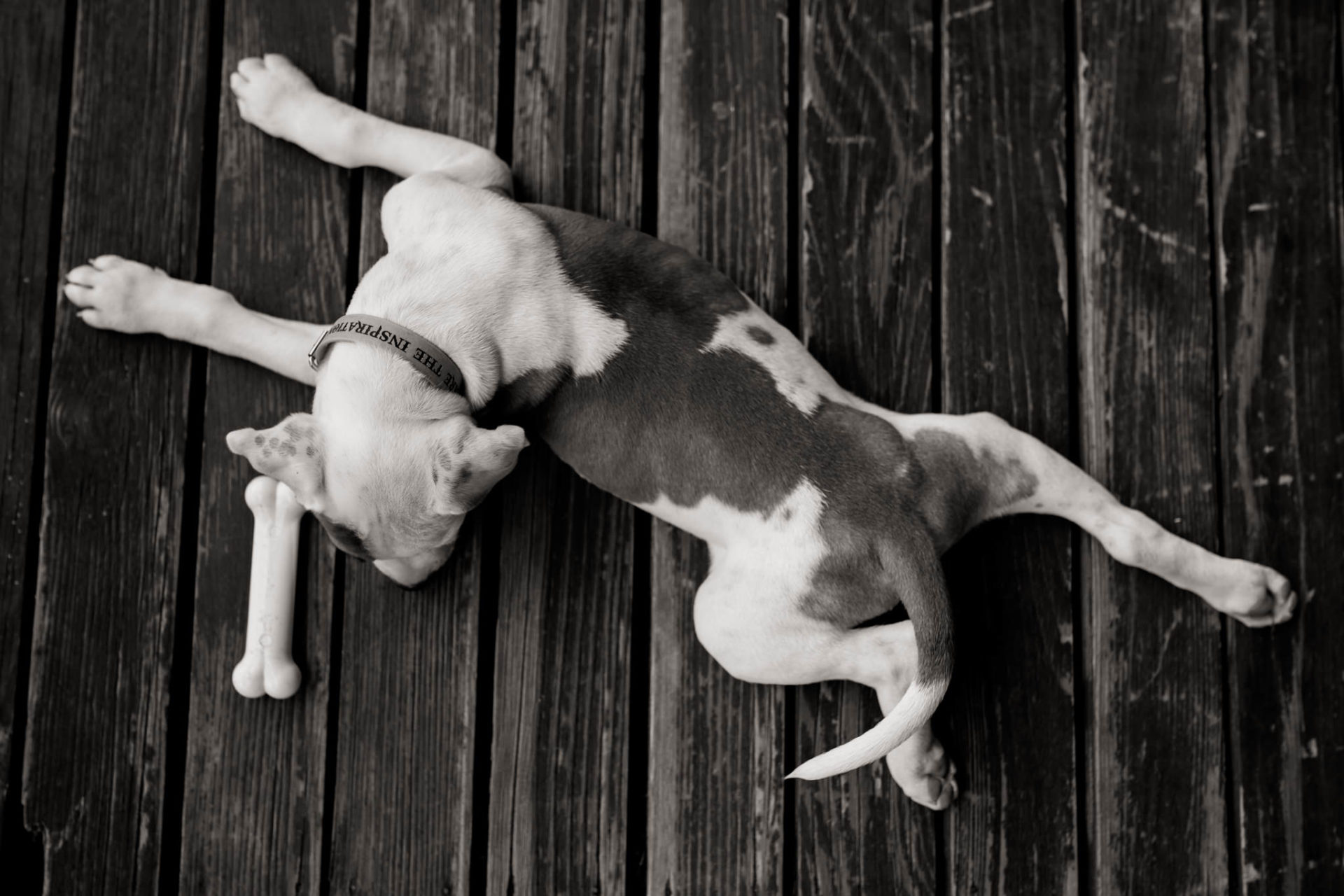 Dog Photographer-American Bulldog puppy-8 dog photographer germany-dog portrait natural-stuttgart pet photos-american bulldog puppy