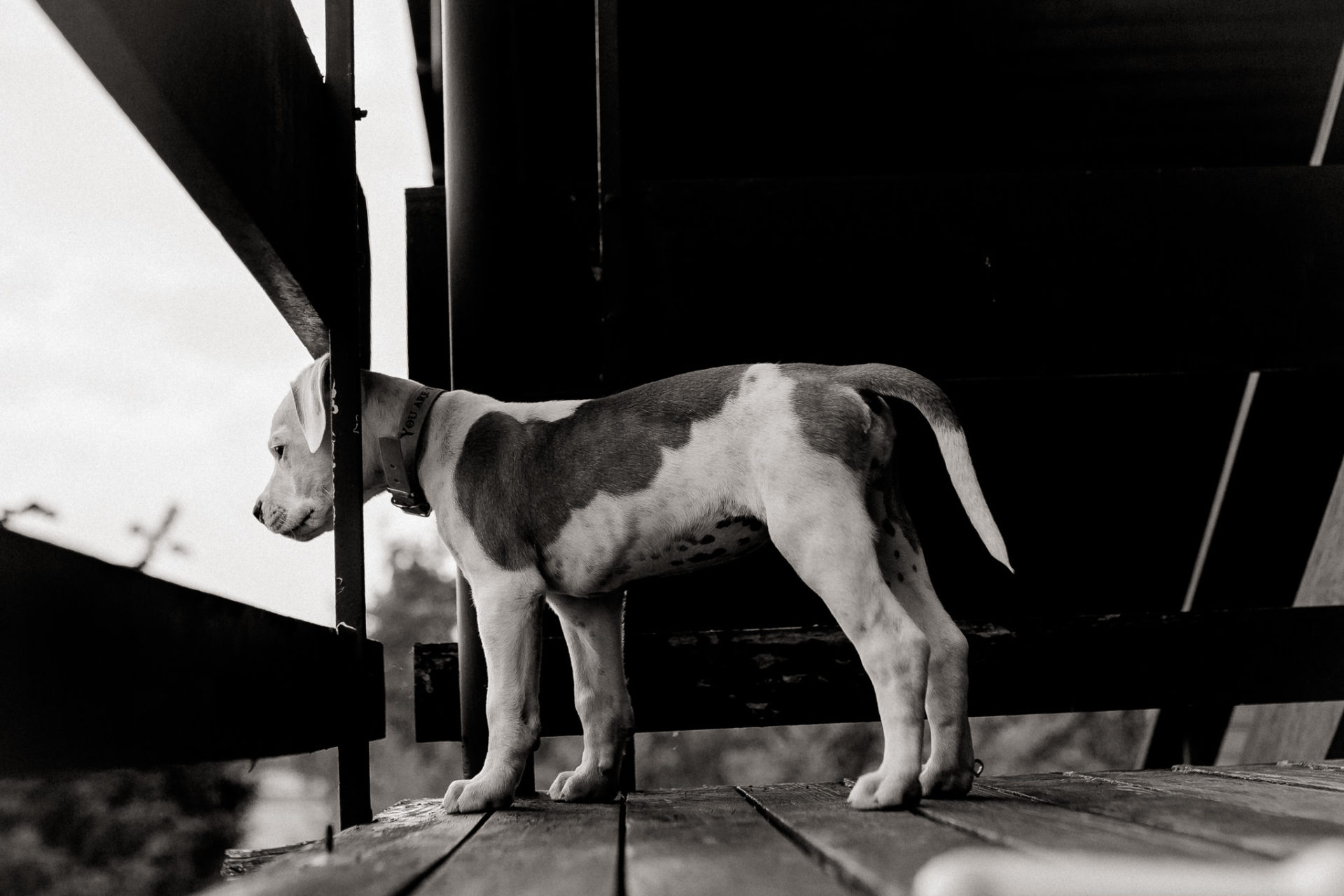 Dog Photographer-American Bulldog puppy-9 dog photographer germany-dog portrait natural-stuttgart pet photos-american bulldog puppy