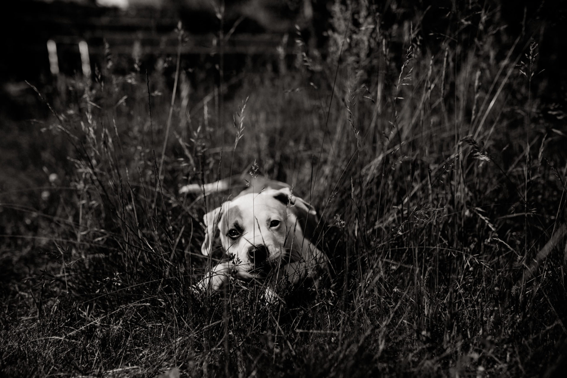 dog photographer stuttgart berlin-dogs playtime-american bulldog puppy-pet photographer-natural dog portrait-training young dogs