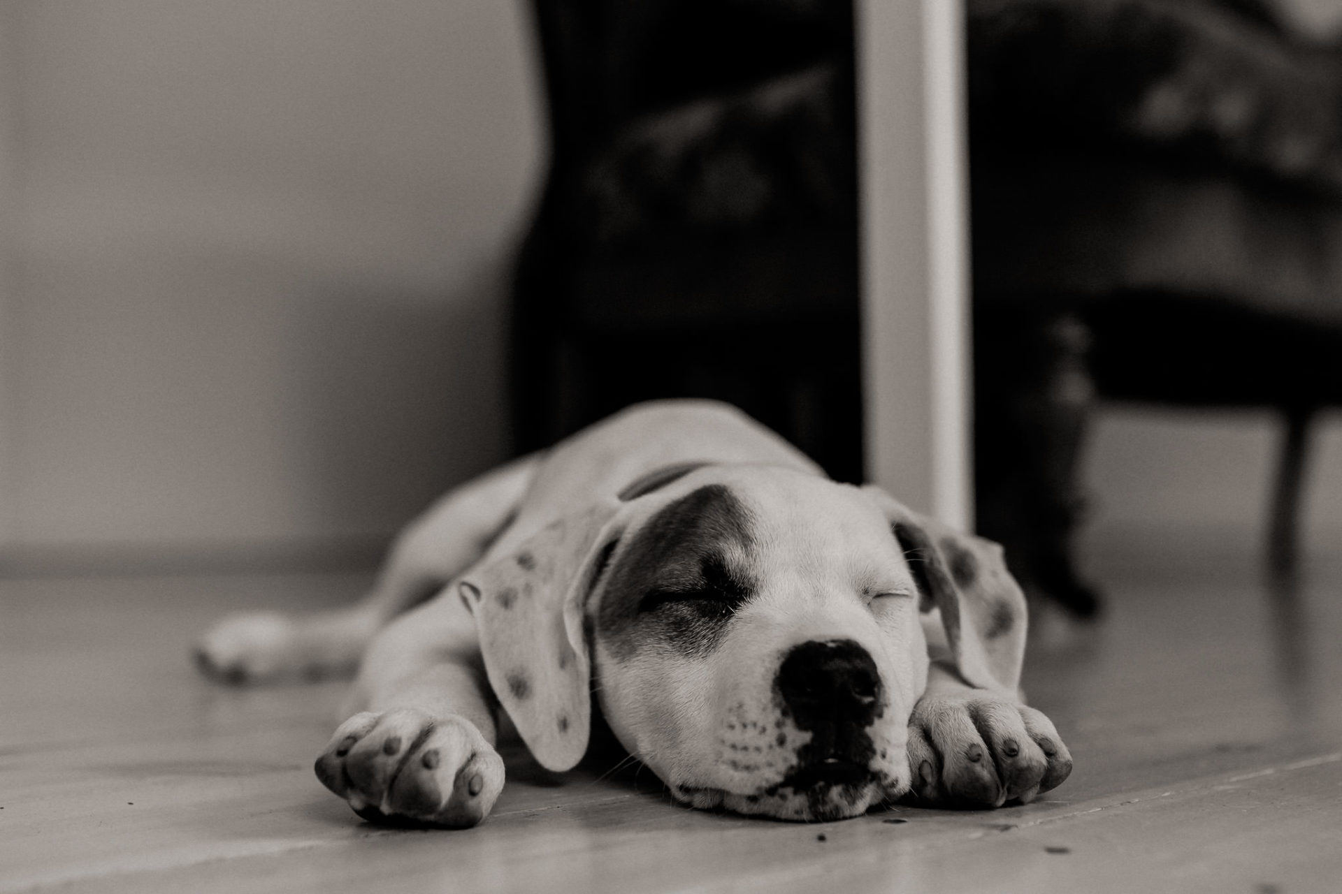 dog photographer stuttgart berlin-dogs playtime-american bulldog puppy-pet photographer-natural dog portrait-training young dogs