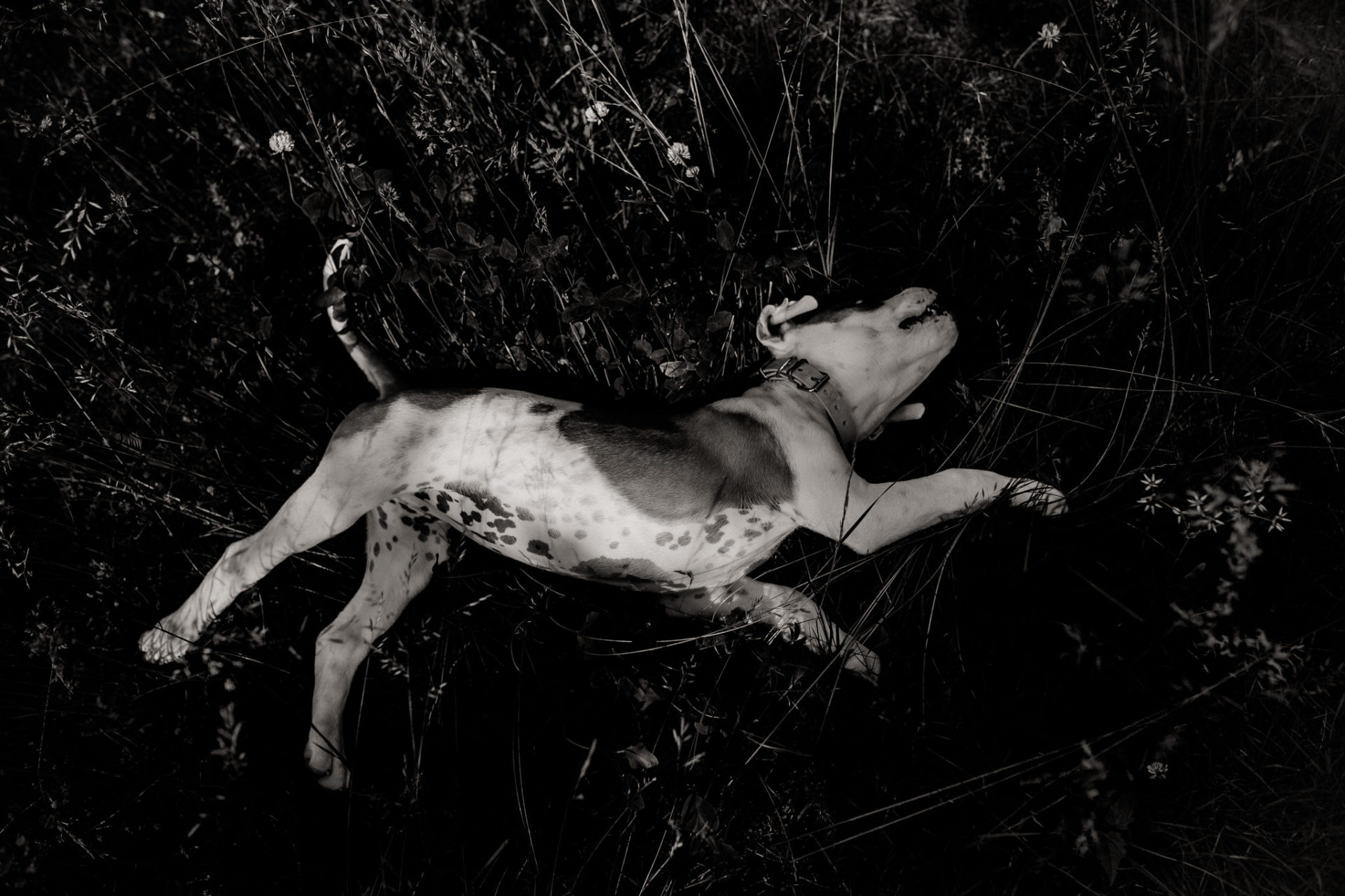 dog photographer stuttgart berlin-dogs playtime-american bulldog puppy-pet photographer-natural dog portrait-training young dogs