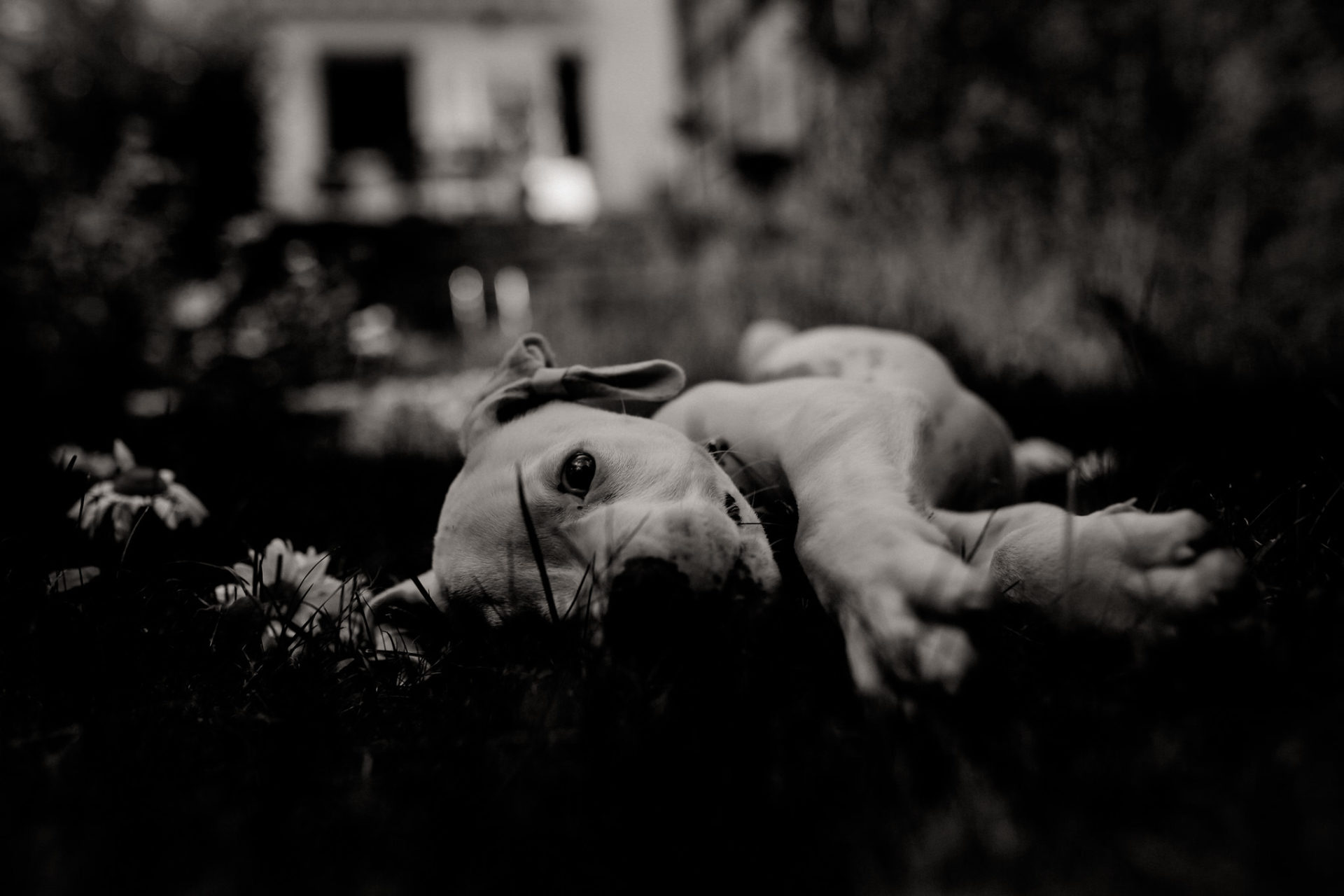 dog photographer stuttgart berlin-dogs playtime-american bulldog puppy-pet photographer-natural dog portrait-training young dogs