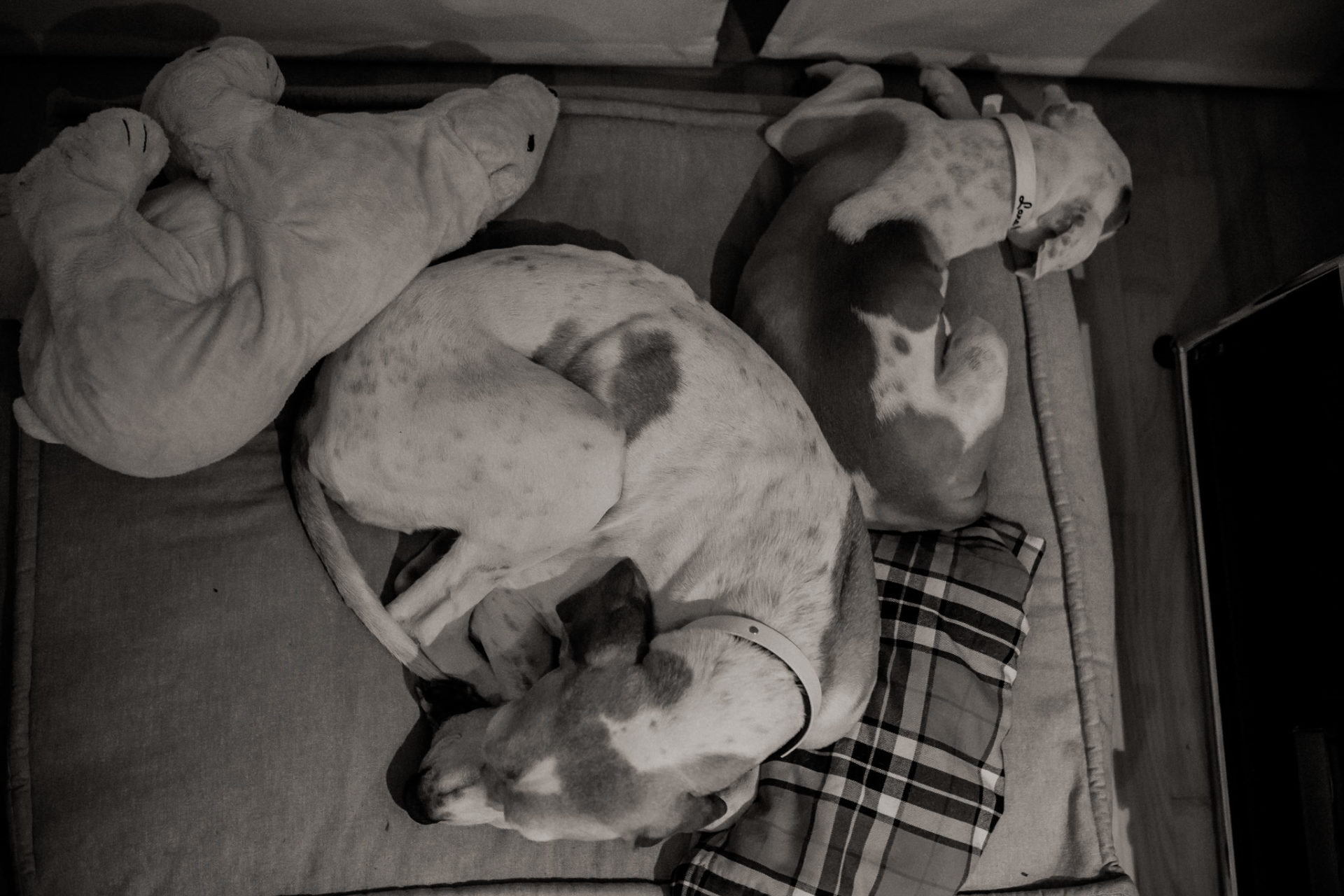 hundefotograf stuttgart-haustierportraits-ungestellte tierfotos-hundefotos in natur-familienhund-welpentraining-haustier portrait