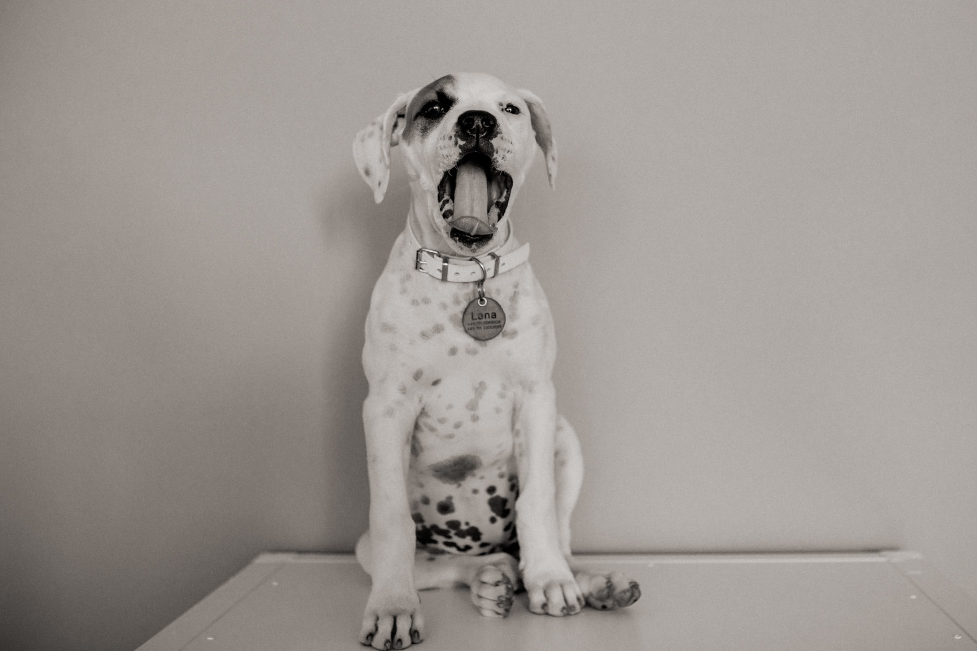 dog photographer stuttgart berlin-Home stories with pets-american bulldog puppy-pet photographer-natural dog portrait