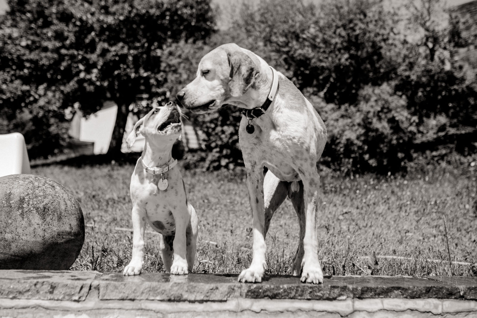 dog photographer stuttgart berlin-Home stories with pets-american bulldog puppy-pet photographer-natural dog portrait