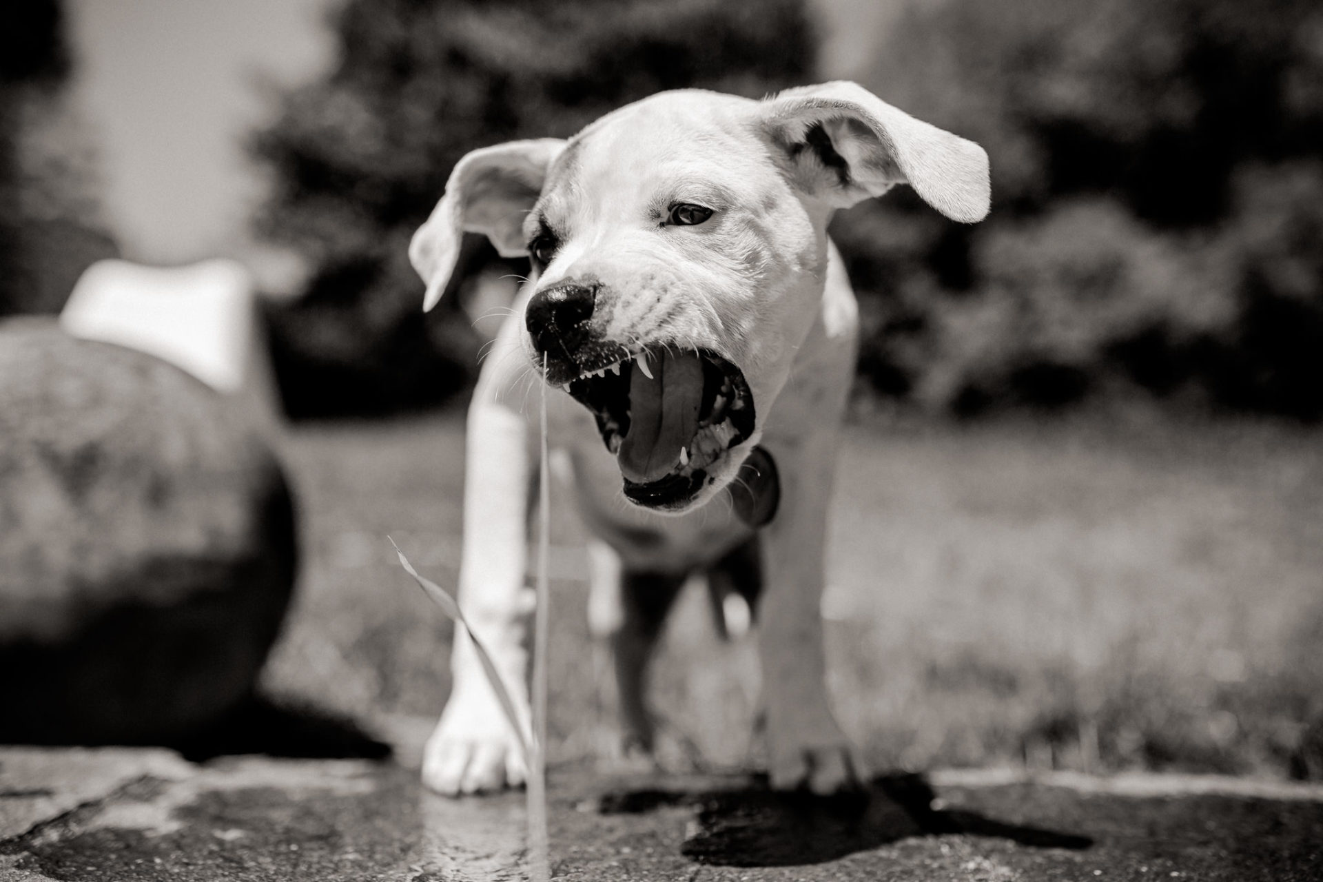 dog photographer stuttgart berlin-Home stories with pets-american bulldog puppy-pet photographer-natural dog portrait