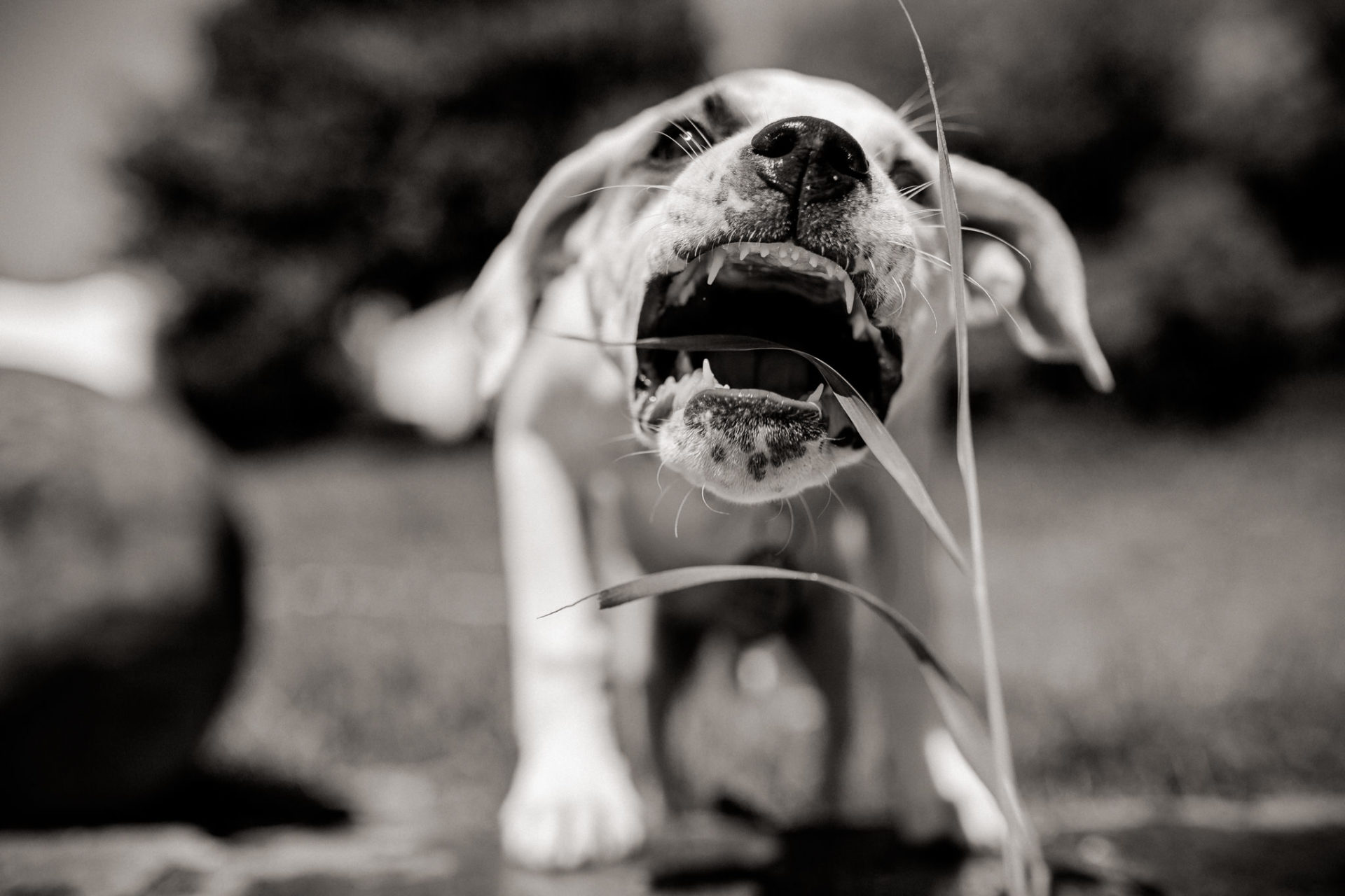 dog photographer stuttgart berlin-Home stories with pets-american bulldog puppy-pet photographer-natural dog portrait
