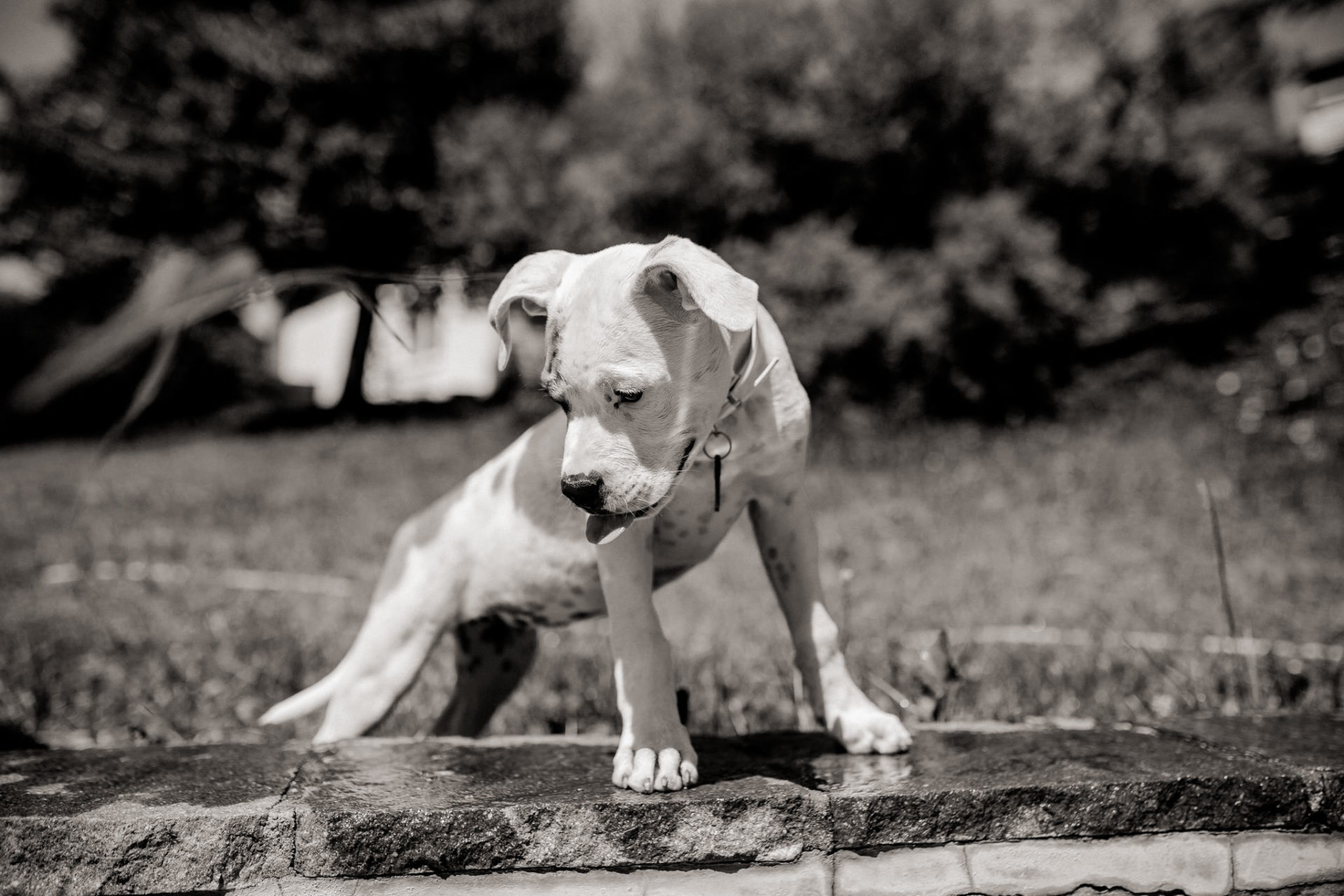 dog photographer stuttgart berlin-Home stories with pets-american bulldog puppy-pet photographer-natural dog portrait