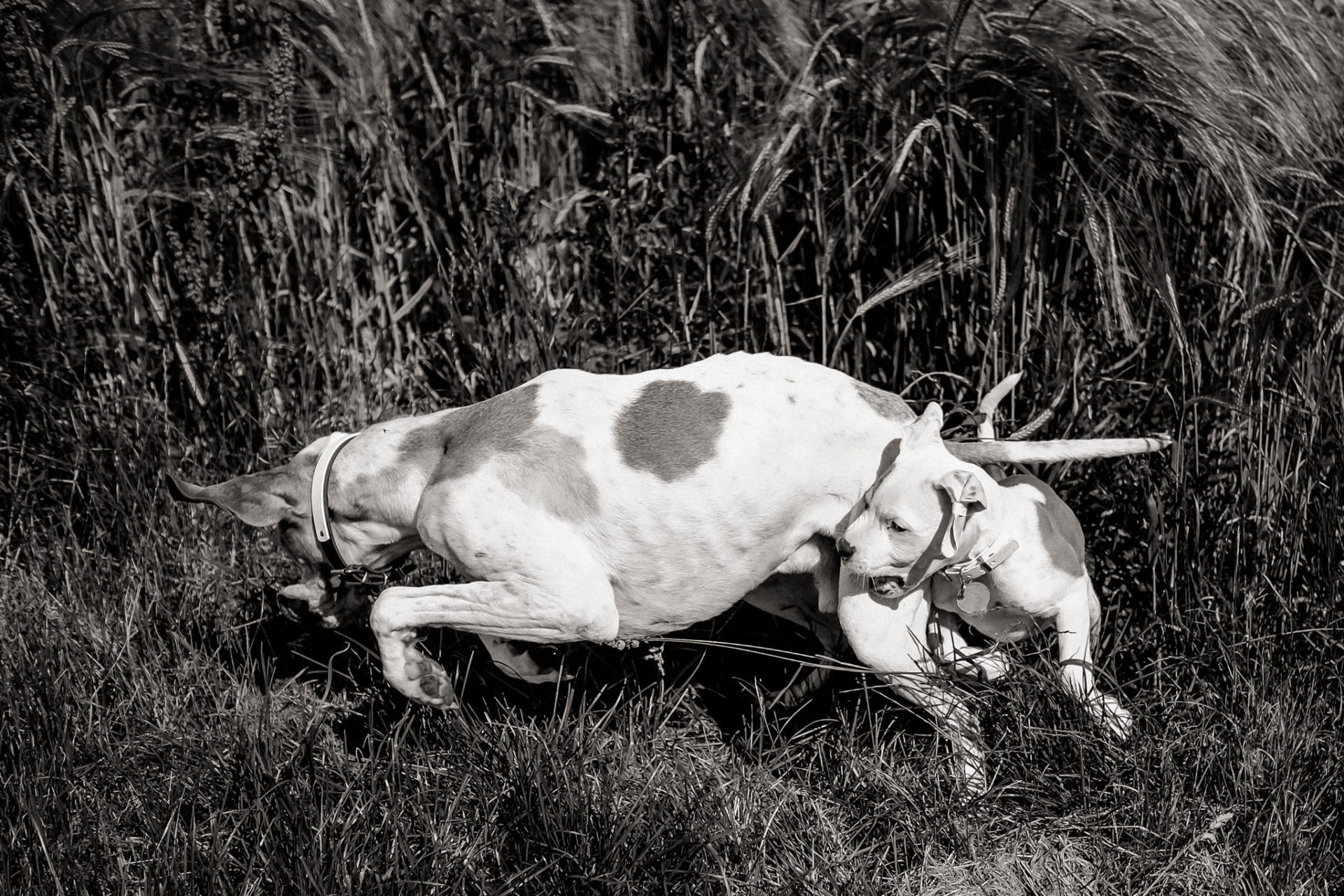 dog photographer stuttgart berlin-Home stories with pets-american bulldog puppy-pet photographer-natural dog portrait