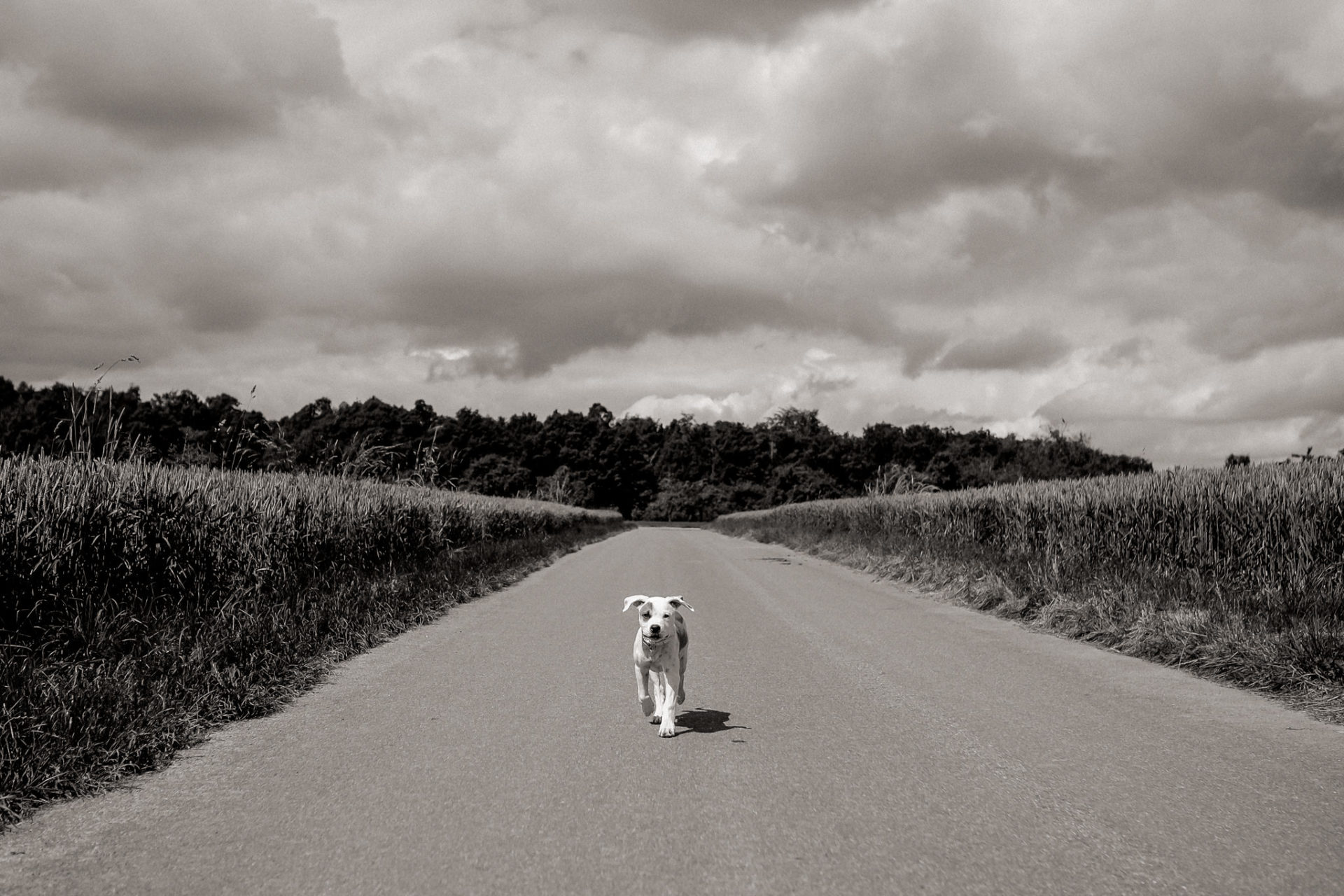 dog photographer stuttgart berlin-Home stories with pets-american bulldog puppy-pet photographer-natural dog portrait