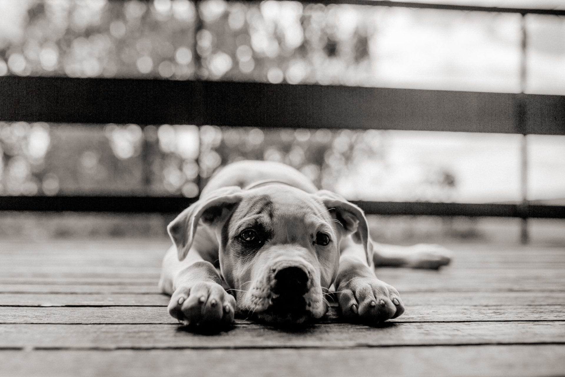 dog photographer stuttgart berlin-Home stories with pets-american bulldog puppy-pet photographer-natural dog portrait