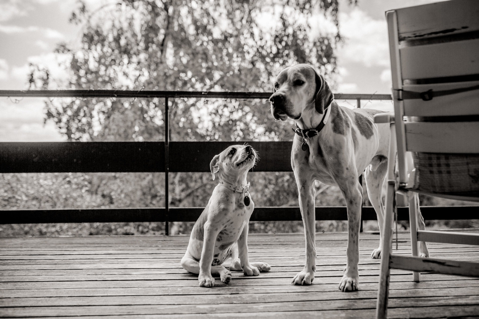 dog photographer stuttgart berlin-Home stories with pets-american bulldog puppy-pet photographer-natural dog portrait