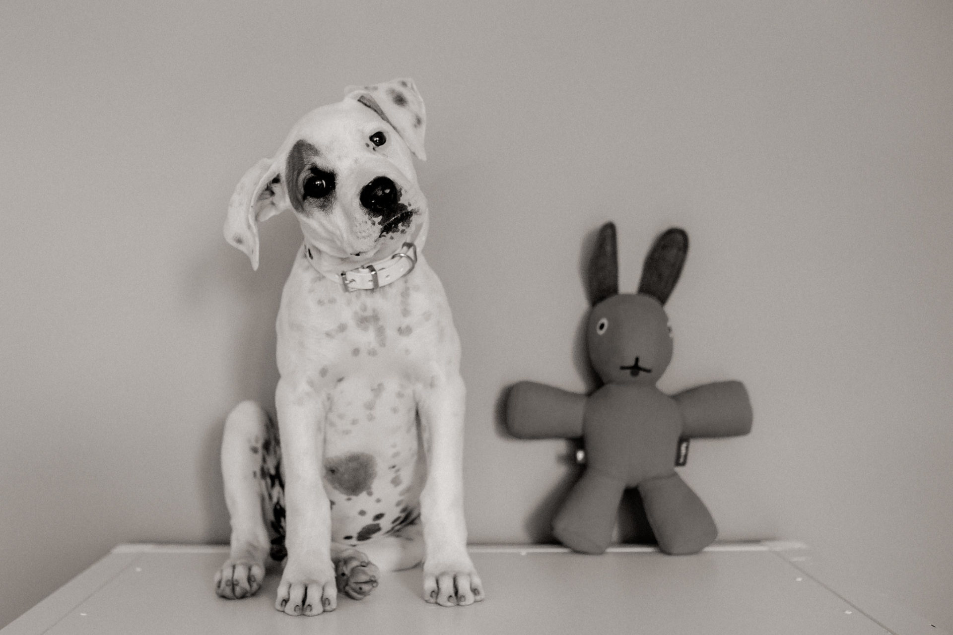 dog photographer stuttgart berlin-Home stories with pets-american bulldog puppy-pet photographer-natural dog portrait-animal photos-proud heroes ab