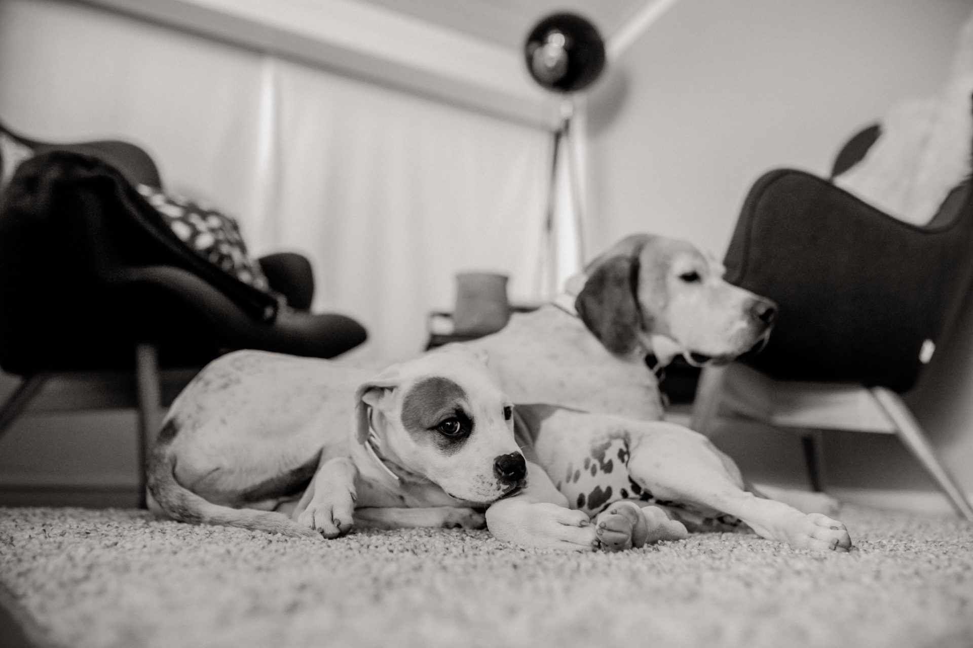 dog photographer stuttgart berlin-Home stories with pets-american bulldog puppy-pet photographer-natural dog portrait-animal photos-proud heroes ab