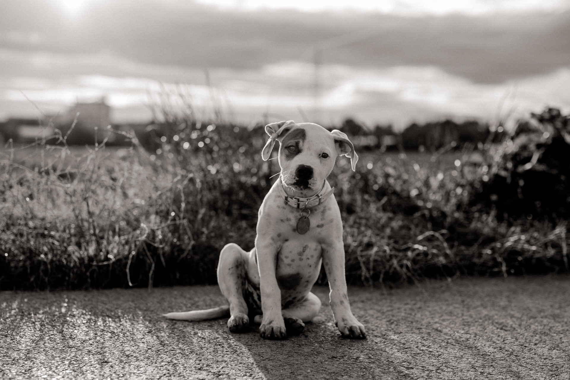 dog photographer stuttgart berlin-Home stories with pets-american bulldog puppy-pet photographer-natural dog portrait-animal photos-proud heroes ab