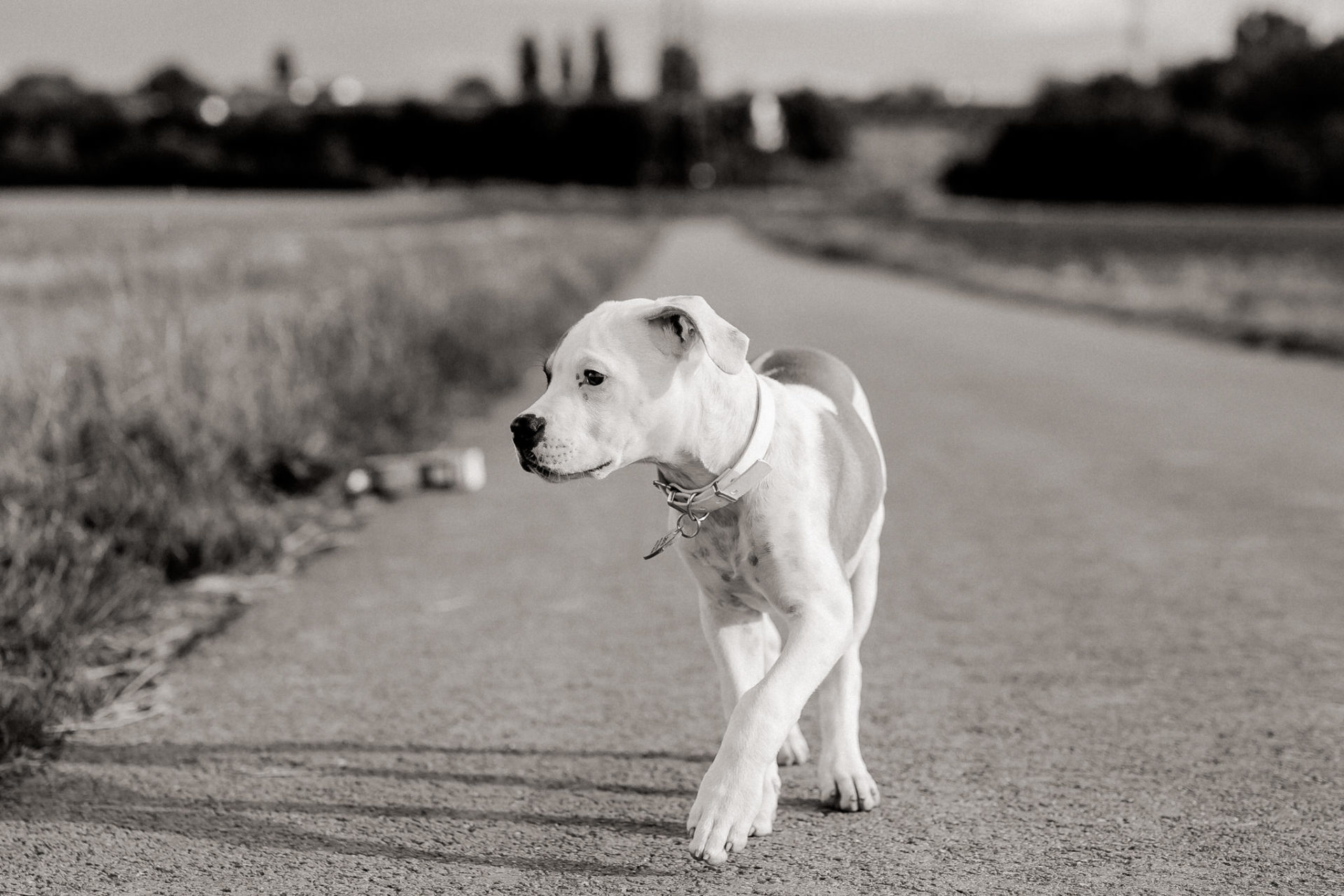 dog photographer stuttgart berlin-Home stories with pets-american bulldog puppy-pet photographer-natural dog portrait-animal photos-proud heroes ab