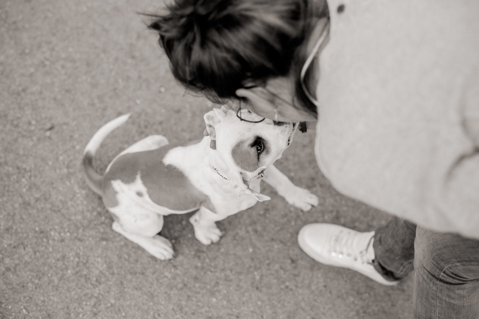 dog photographer stuttgart berlin-Home stories with pets-american bulldog puppy-pet photographer-natural dog portrait-animal photos-proud heroes ab