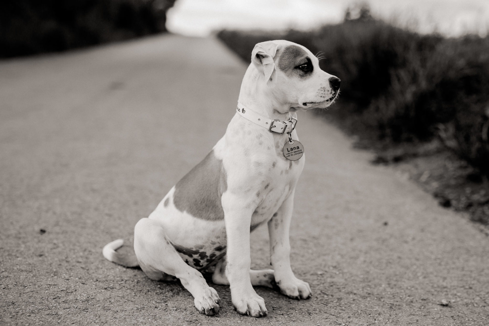 dog photographer stuttgart berlin-Home stories with pets-american bulldog puppy-pet photographer-natural dog portrait-animal photos-proud heroes ab