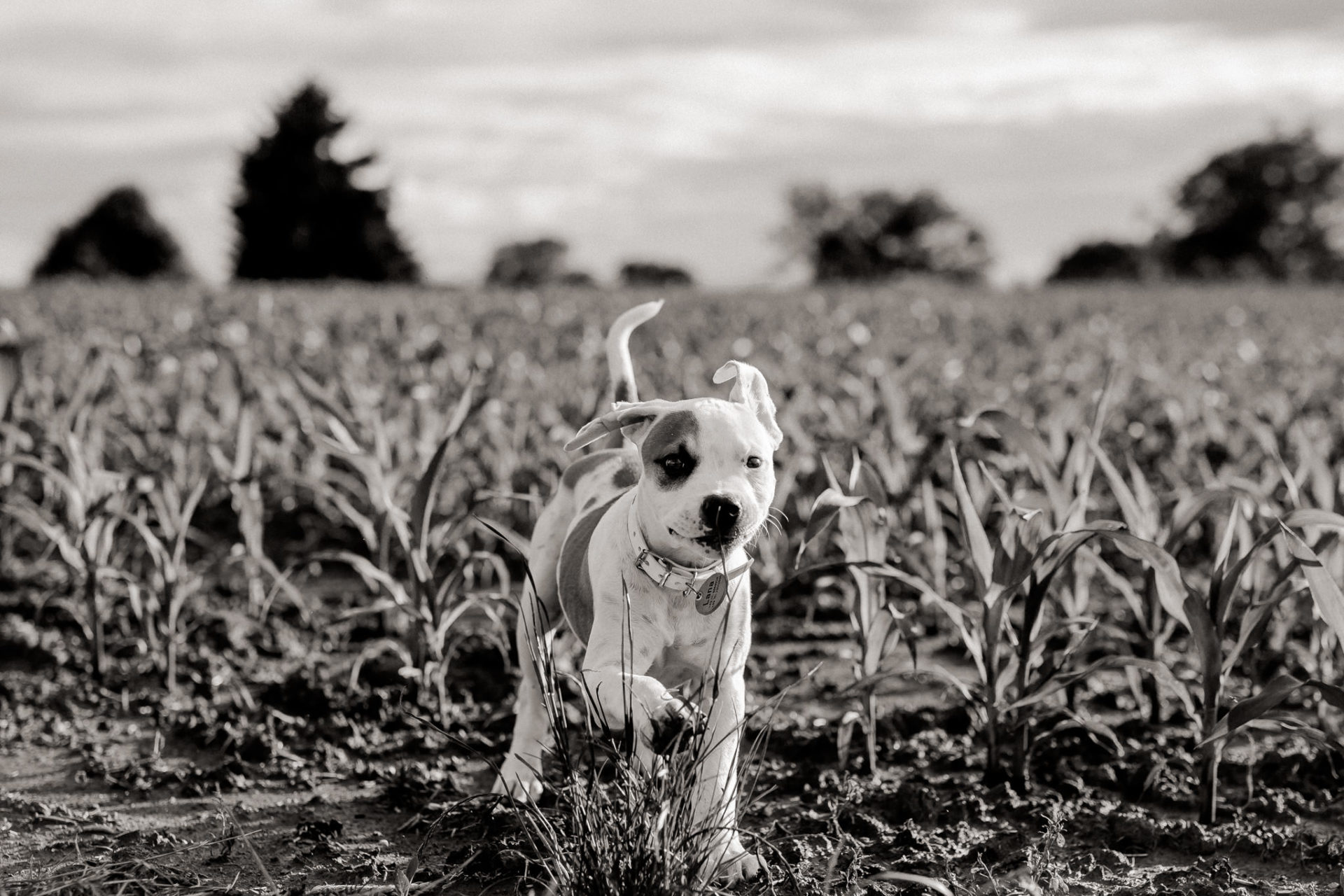 dog photographer stuttgart berlin-Home stories with pets-american bulldog puppy-pet photographer-natural dog portrait-animal photos-proud heroes ab