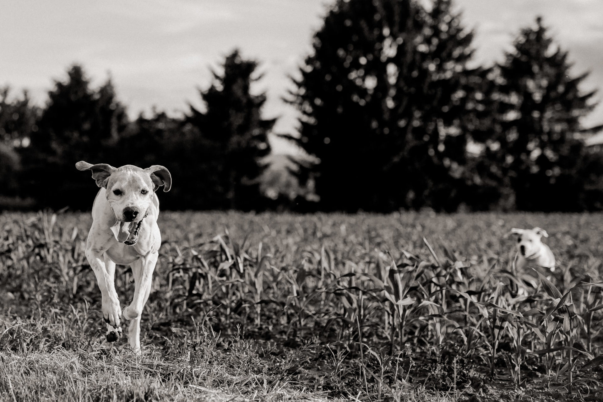 dog photographer stuttgart berlin-Home stories with pets-american bulldog puppy-pet photographer-natural dog portrait-animal photos-proud heroes ab