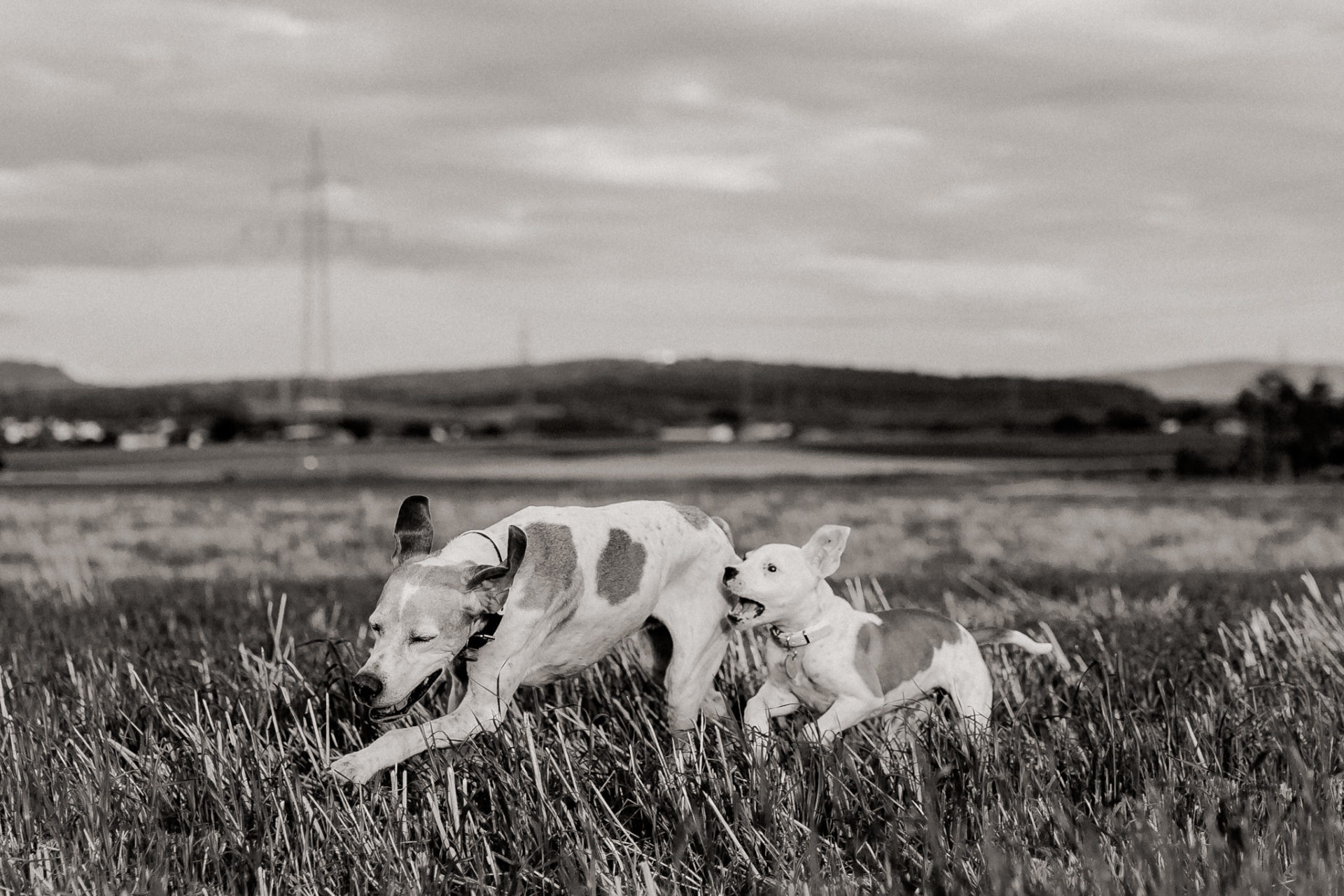 dog photographer stuttgart berlin-Home stories with pets-american bulldog puppy-pet photographer-natural dog portrait-animal photos-proud heroes ab