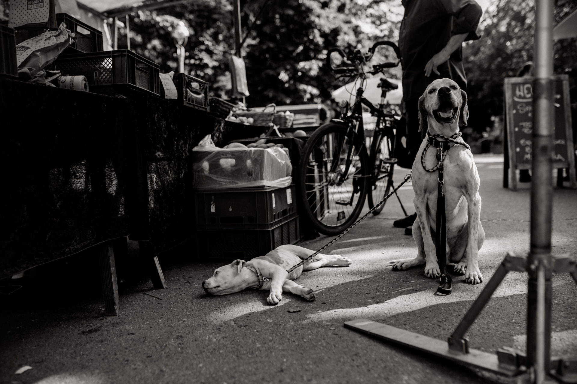 hundefotograf berlin-umgestellte tierfotos-großstadt Welpe-Welpenschule-American Bulldog Proud Heroes Zwinger-Familienhund-bio Wochenmarkt