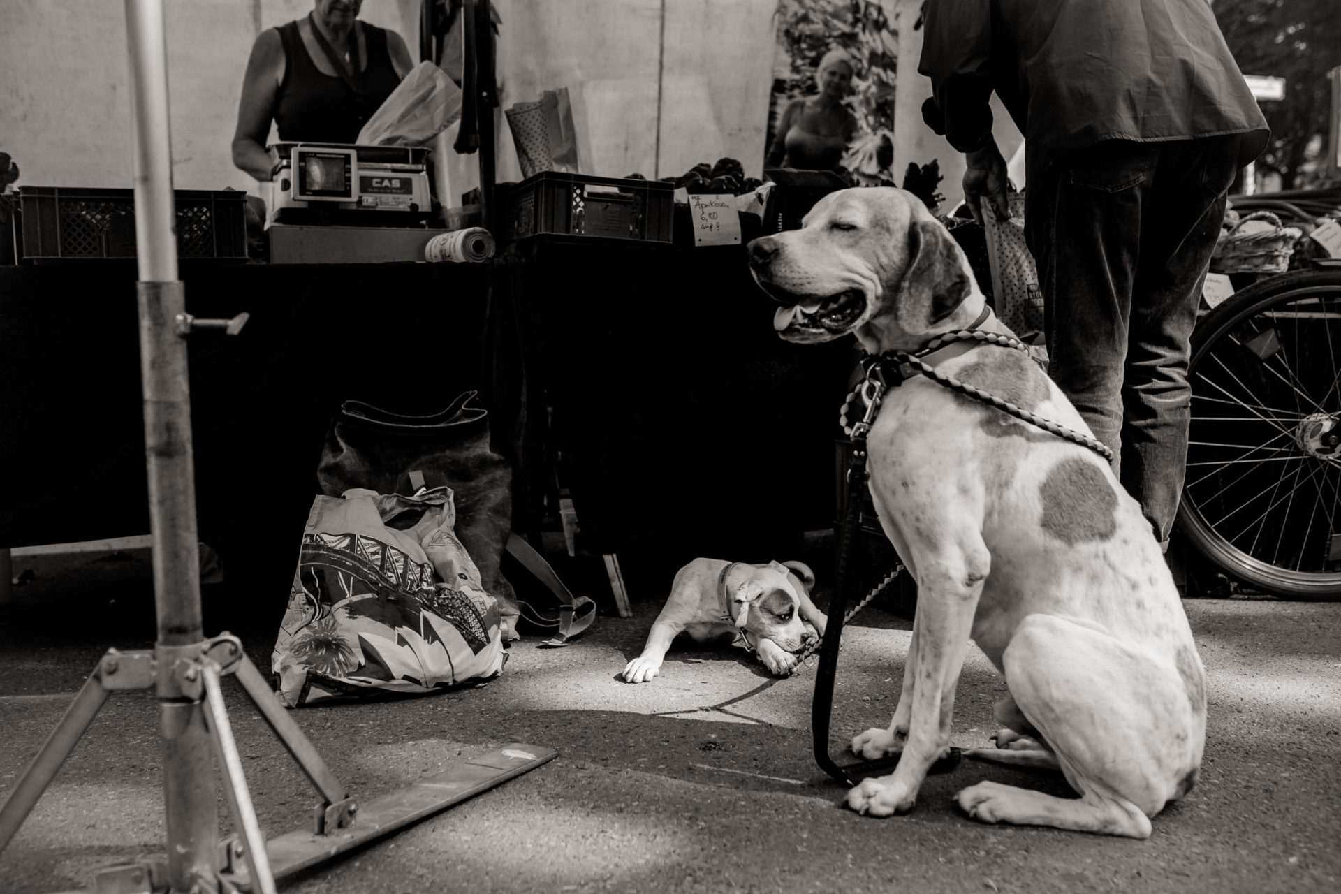 hundefotograf berlin-umgestellte tierfotos-großstadt Welpe-Welpenschule-American Bulldog Proud Heroes Zwinger-Familienhund-bio Wochenmarkt
