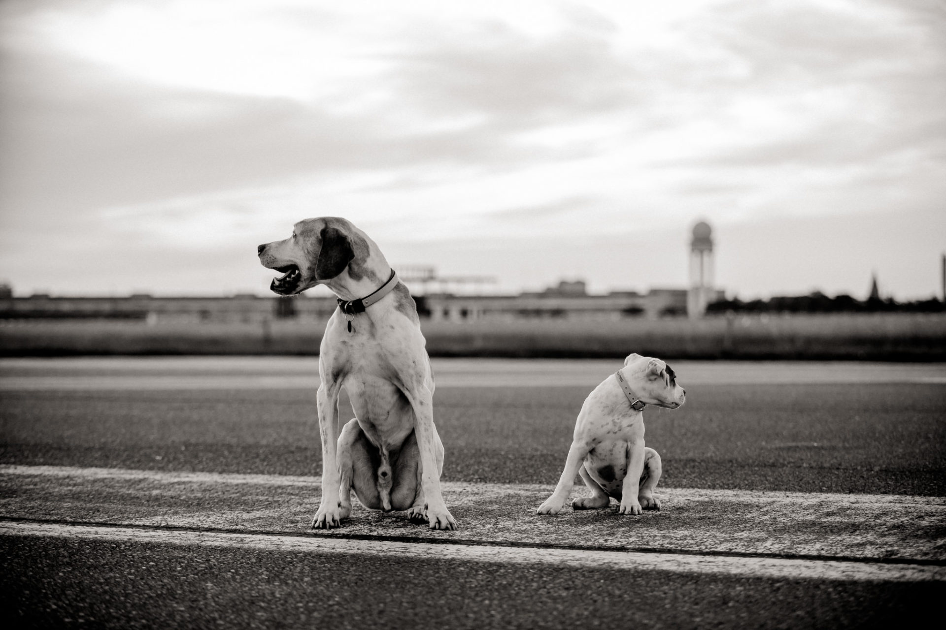 hundefotograf berlin-umgestellte tierfotos-großstadt Welpe-Welpenschule-American Bulldog Proud Heroes-Familienhund-Tempelhofer feld hundewiese