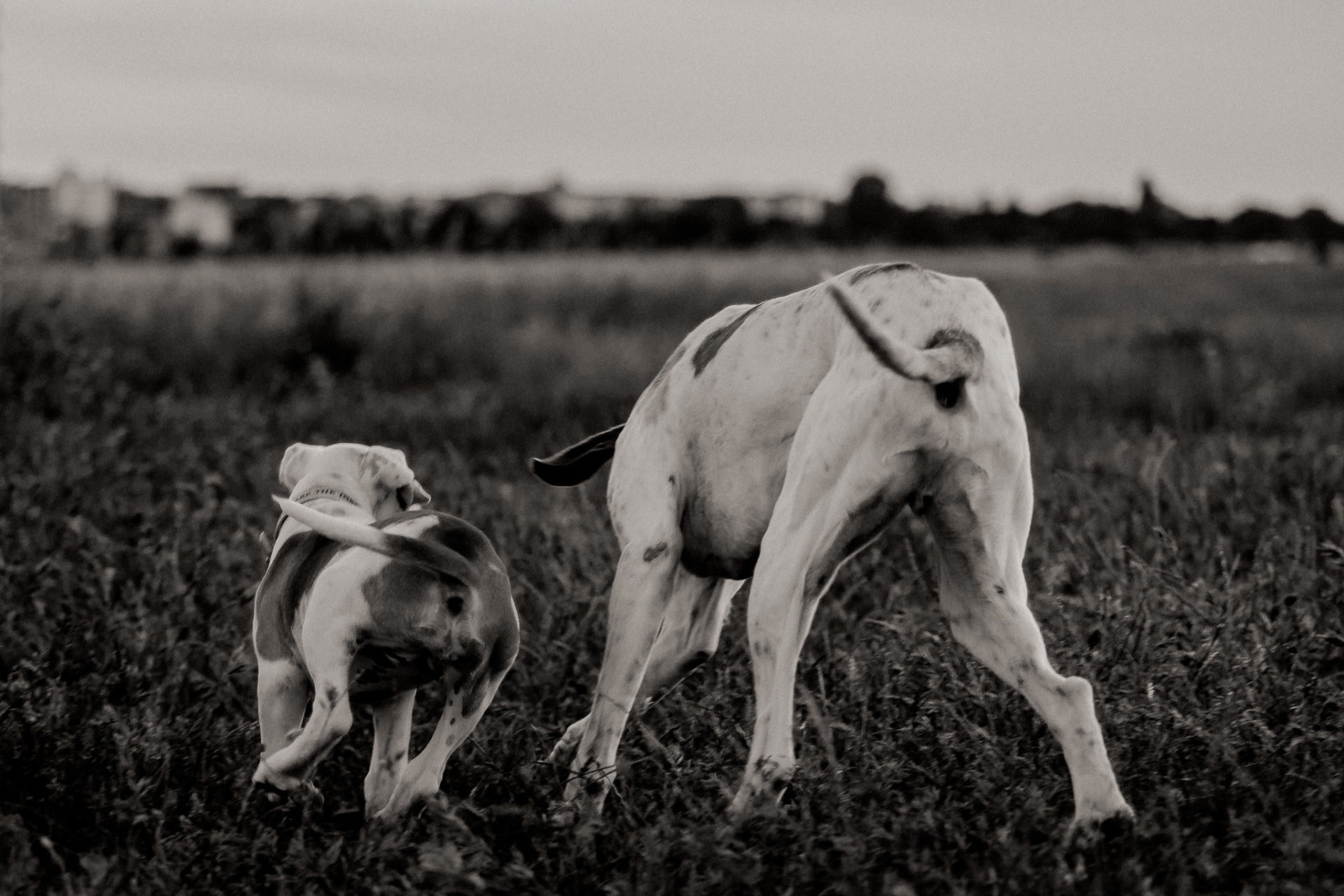 hundefotograf berlin-umgestellte tierfotos-großstadt Welpe-Welpenschule-American Bulldog Proud Heroes-Familienhund-Tempelhofer feld hundewiese