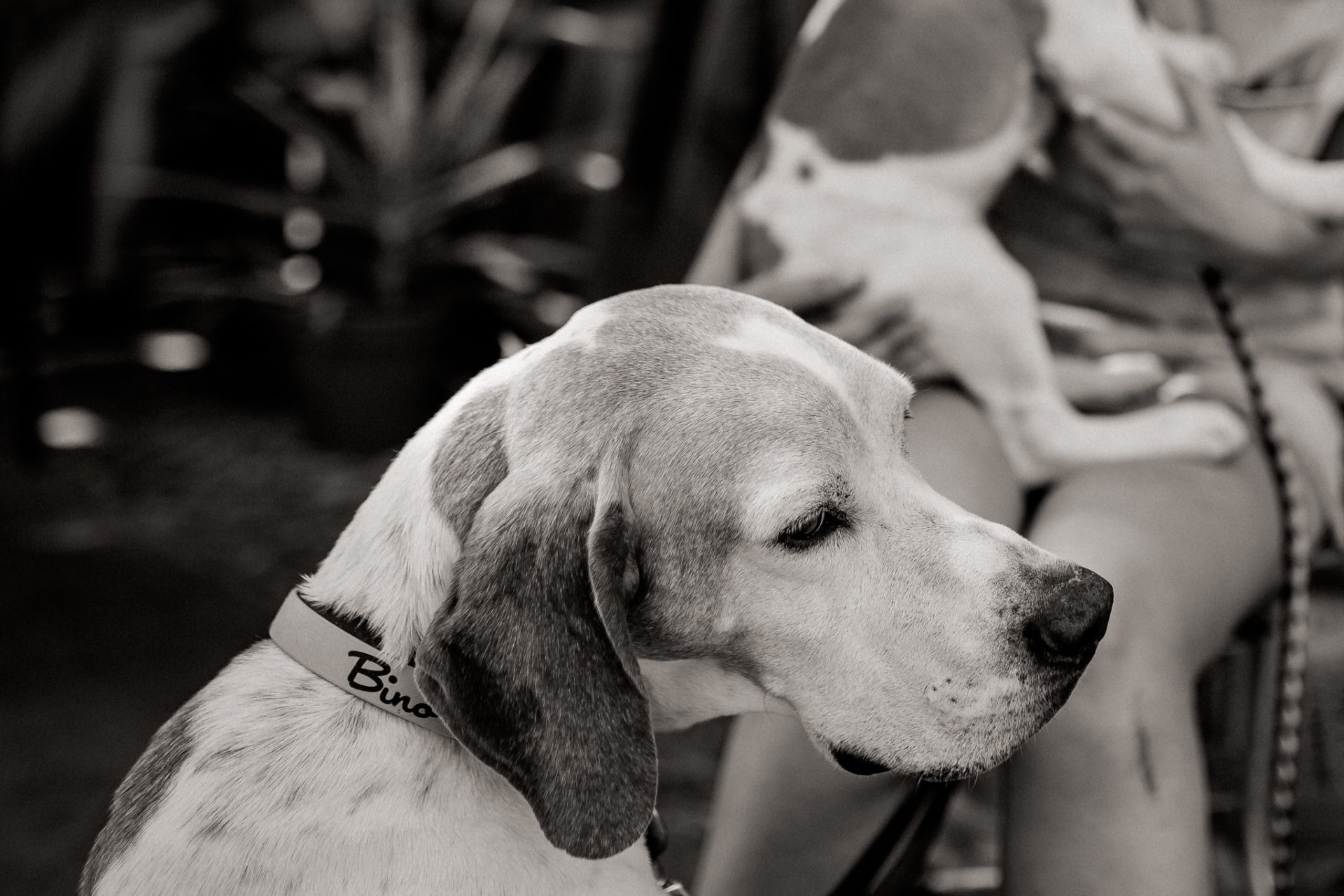hundefotograf berlin-umgestellte tierfotos-großstadt mit Welpe-Welpenschule-American Bulldog Proud Heroes Zwinger-Familienhund-roamers berlin