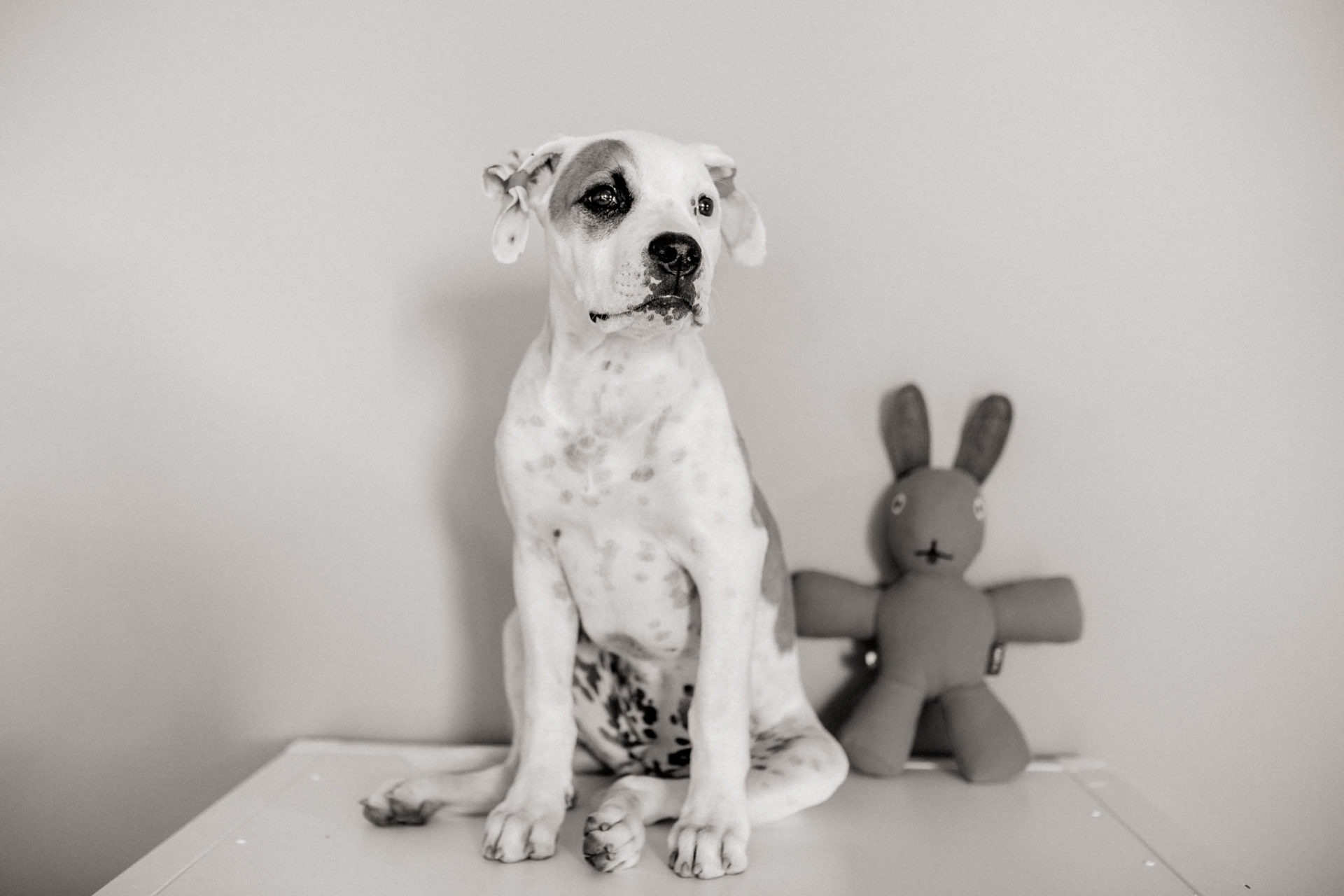 dog photographer stuttgart berlin-dogs playtime-american bulldog puppy-pet photographer-natural dog portrait-training young dogsdog photographer stuttgart berlin-dogs playtime-american bulldog puppy-pet photographer-natural dog portrait-training young dogs