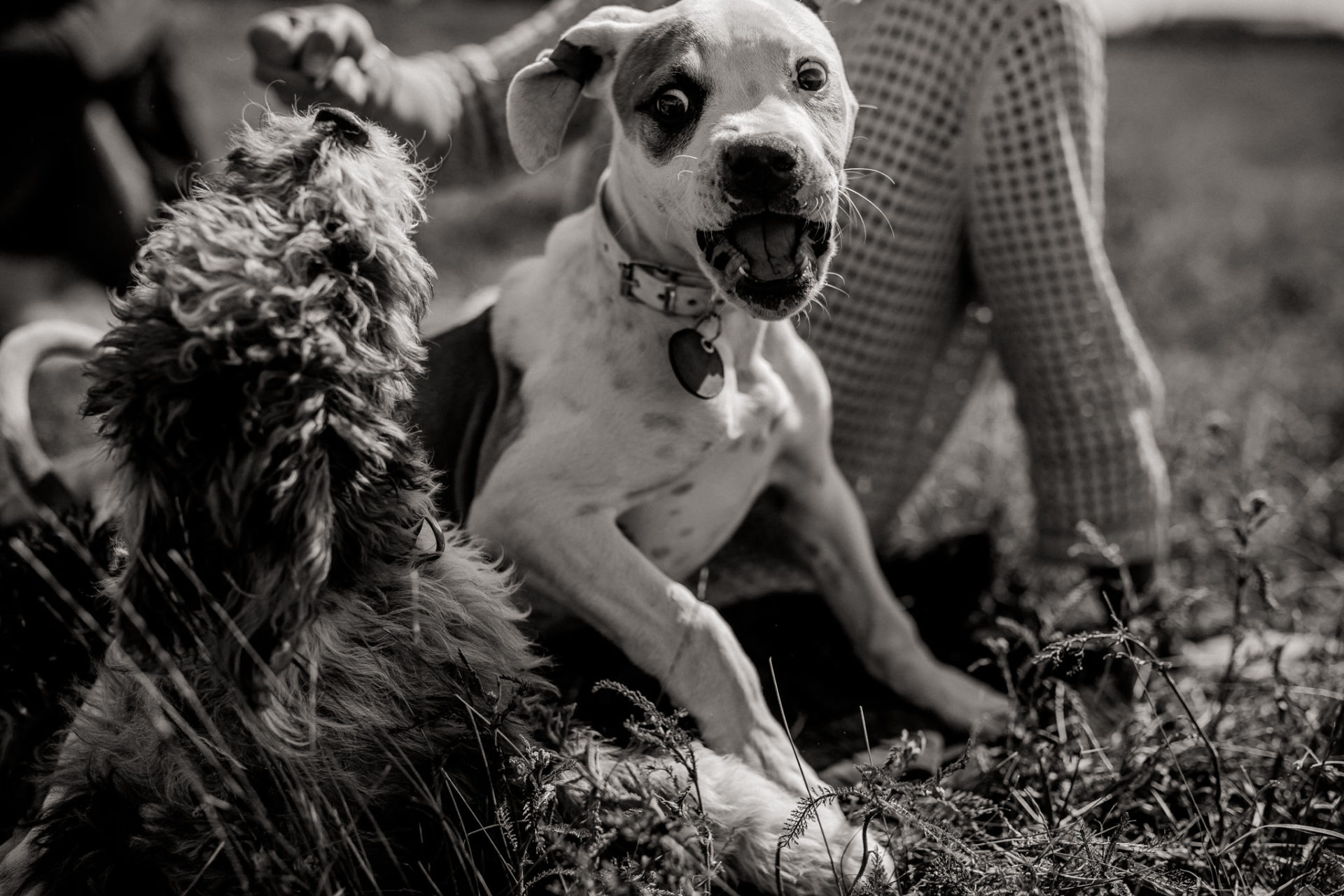 dog photographer stuttgart berlin-dogs playtime-american bulldog puppy-pet photographer-natural dog portrait-tempelhofer feld dogs play