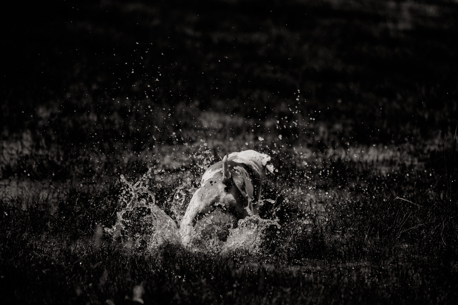 dog photographer stuttgart berlin-dogs playtime-american bulldog puppy-pet photographer-natural dog portrait-travel with dogs Lausitz