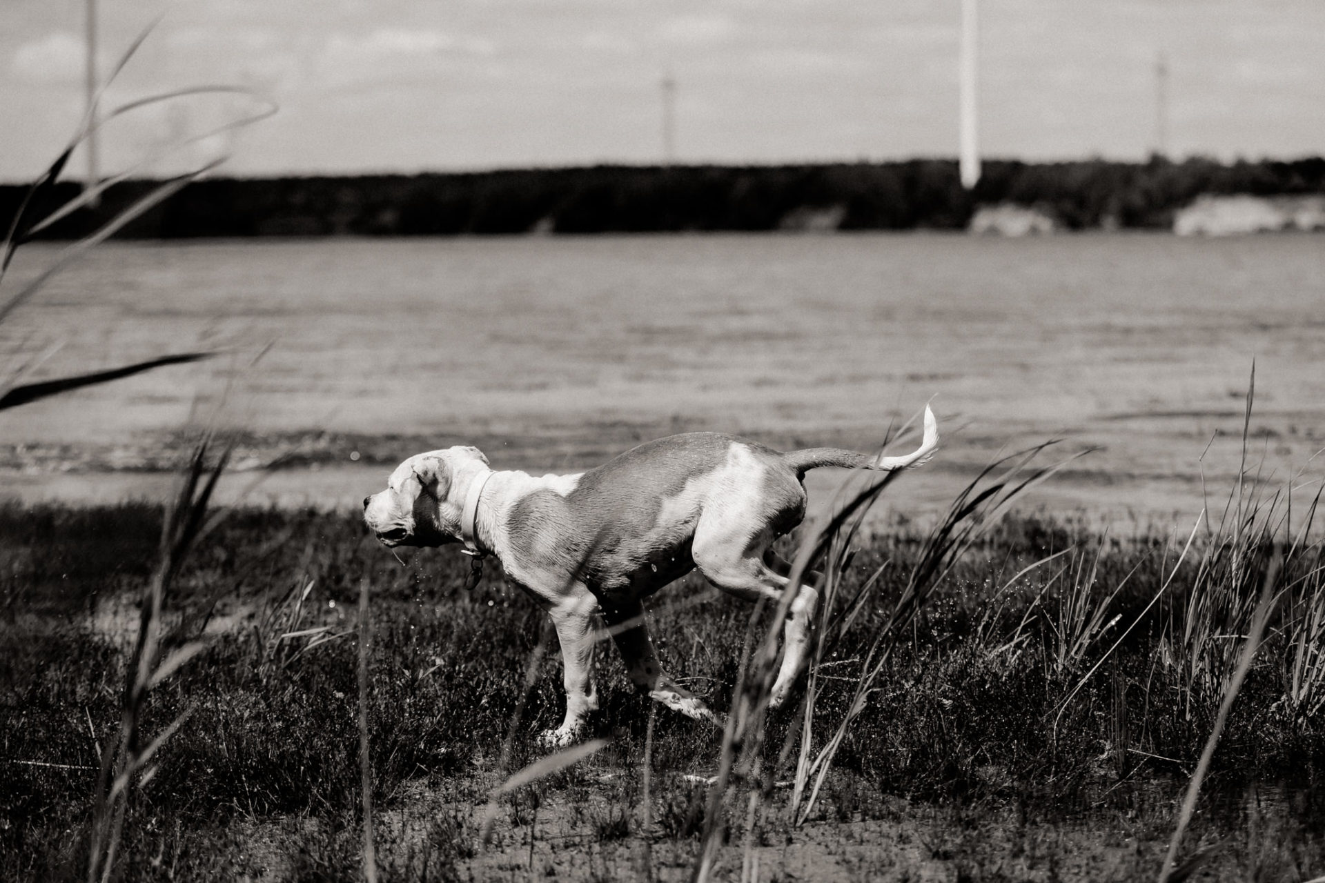dog photographer stuttgart berlin-dogs playtime-american bulldog puppy-pet photographer-natural dog portrait-travel with dogs Lausitz