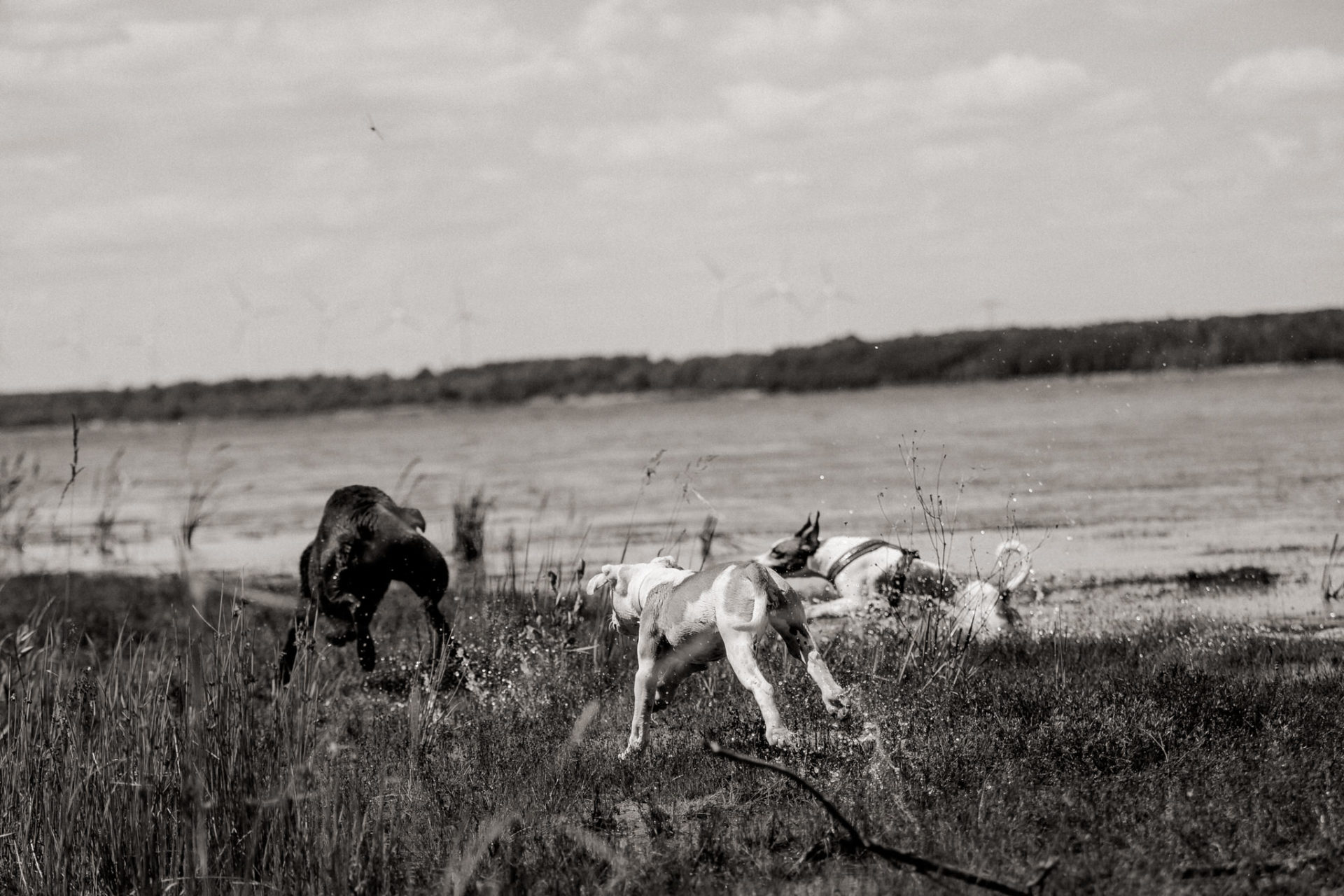 dog photographer stuttgart berlin-dogs playtime-american bulldog puppy-pet photographer-natural dog portrait-travel with dogs Lausitz