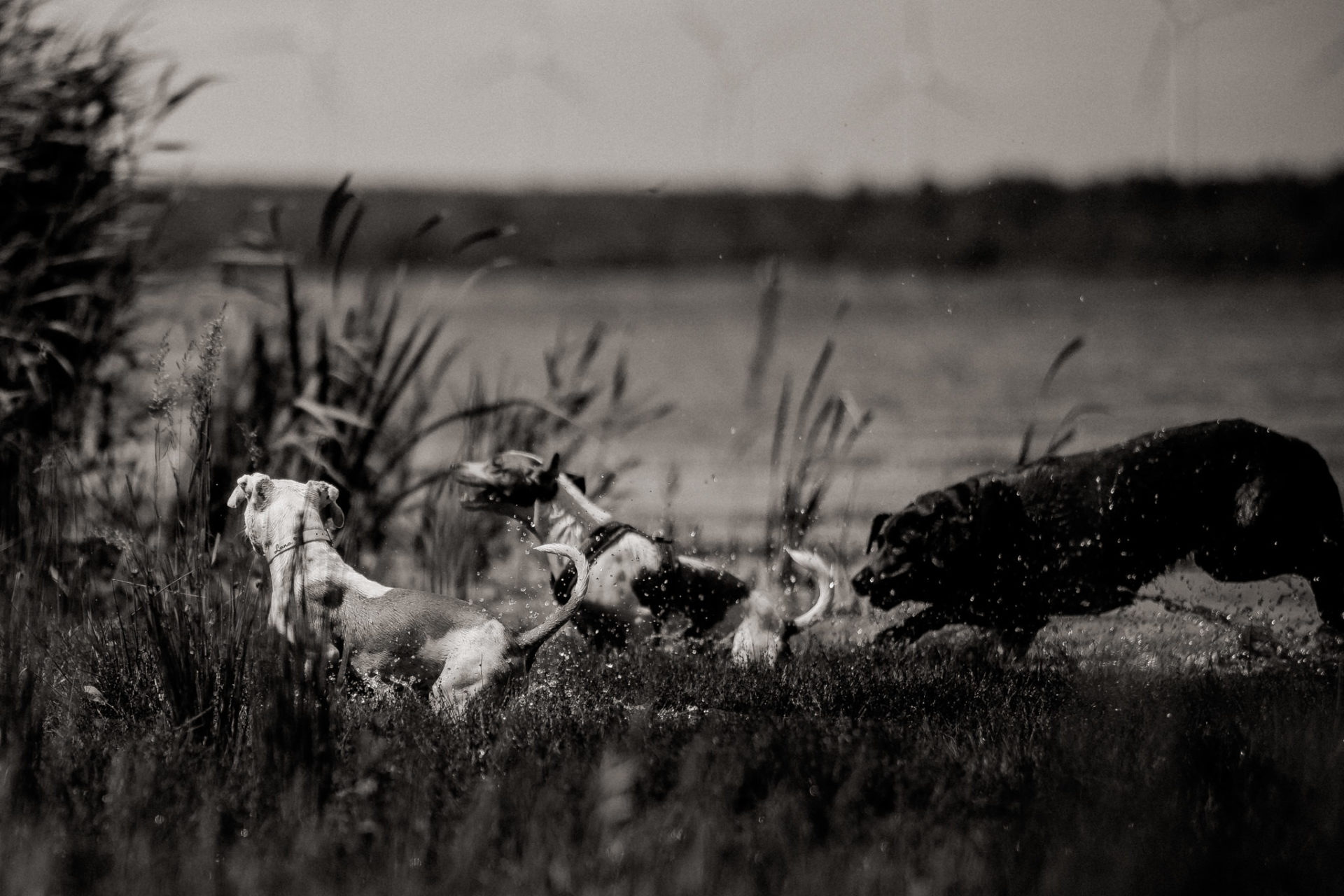 dog photographer stuttgart berlin-dogs playtime-american bulldog puppy-pet photographer-natural dog portrait-travel with dogs Lausitz
