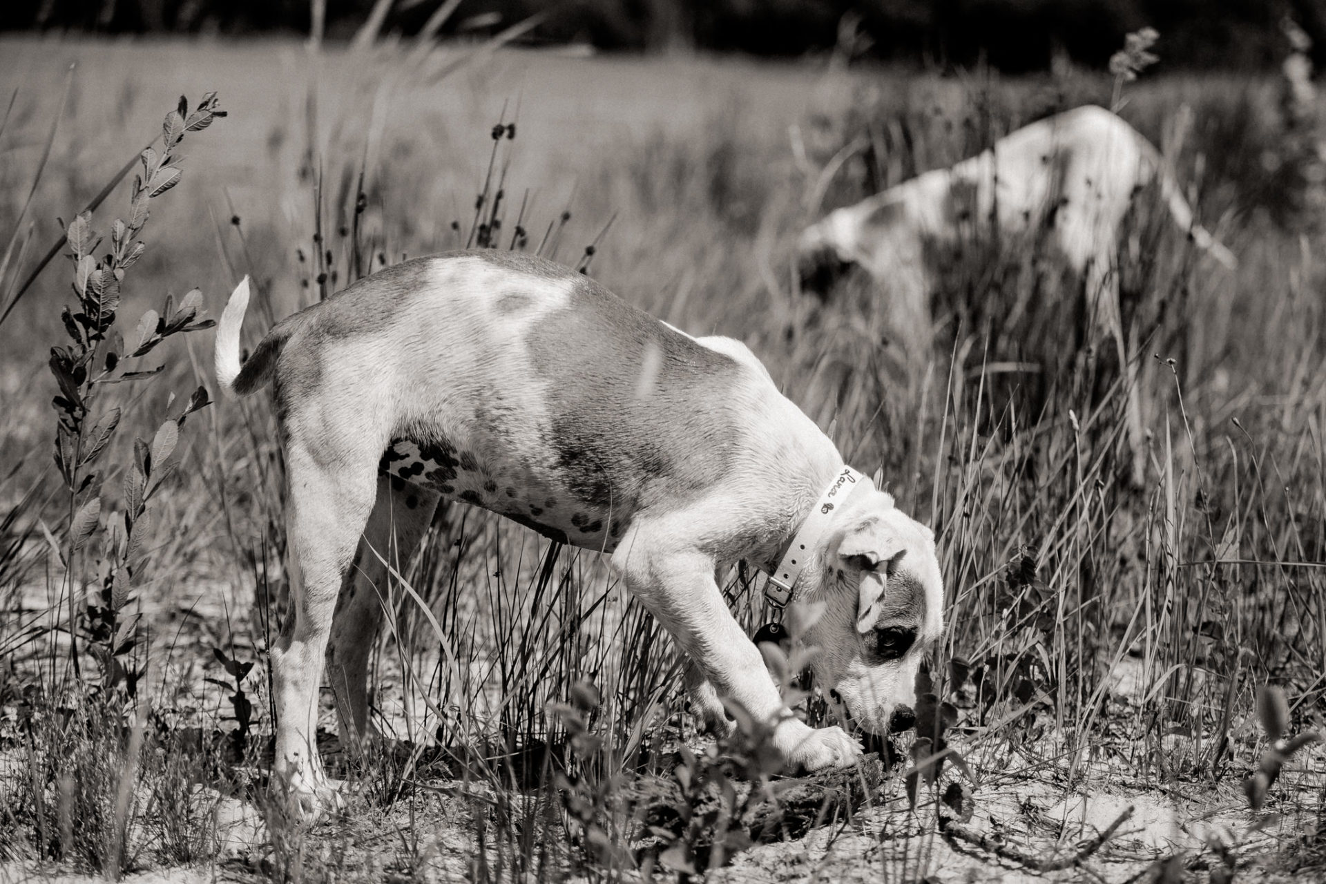 dog photographer stuttgart berlin-dogs playtime-american bulldog puppy-pet photographer-natural dog portrait-travel with dogs Lausitz