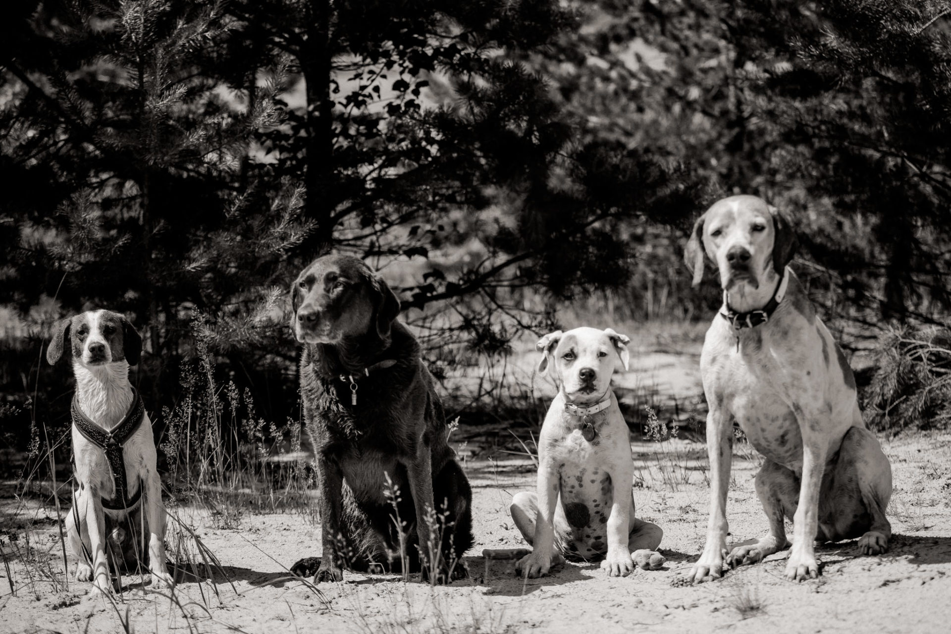 dog photographer stuttgart berlin-dogs playtime-american bulldog puppy-pet photographer-natural dog portrait-travel with dogs Lausitz
