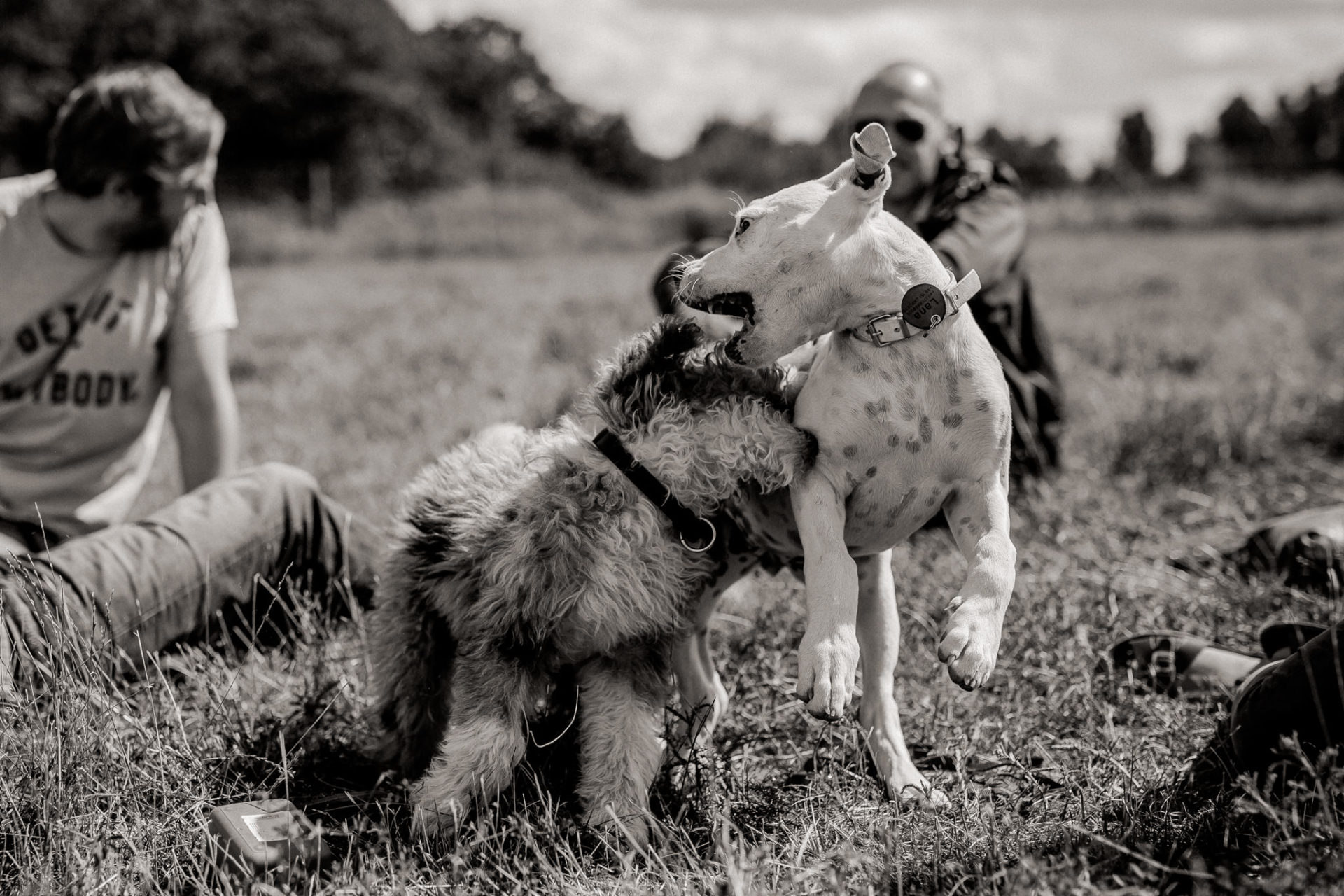 dog photographer stuttgart berlin-dogs playtime-american bulldog puppy-pet photographer-natural dog portrait-tempelhofer feld dogs play