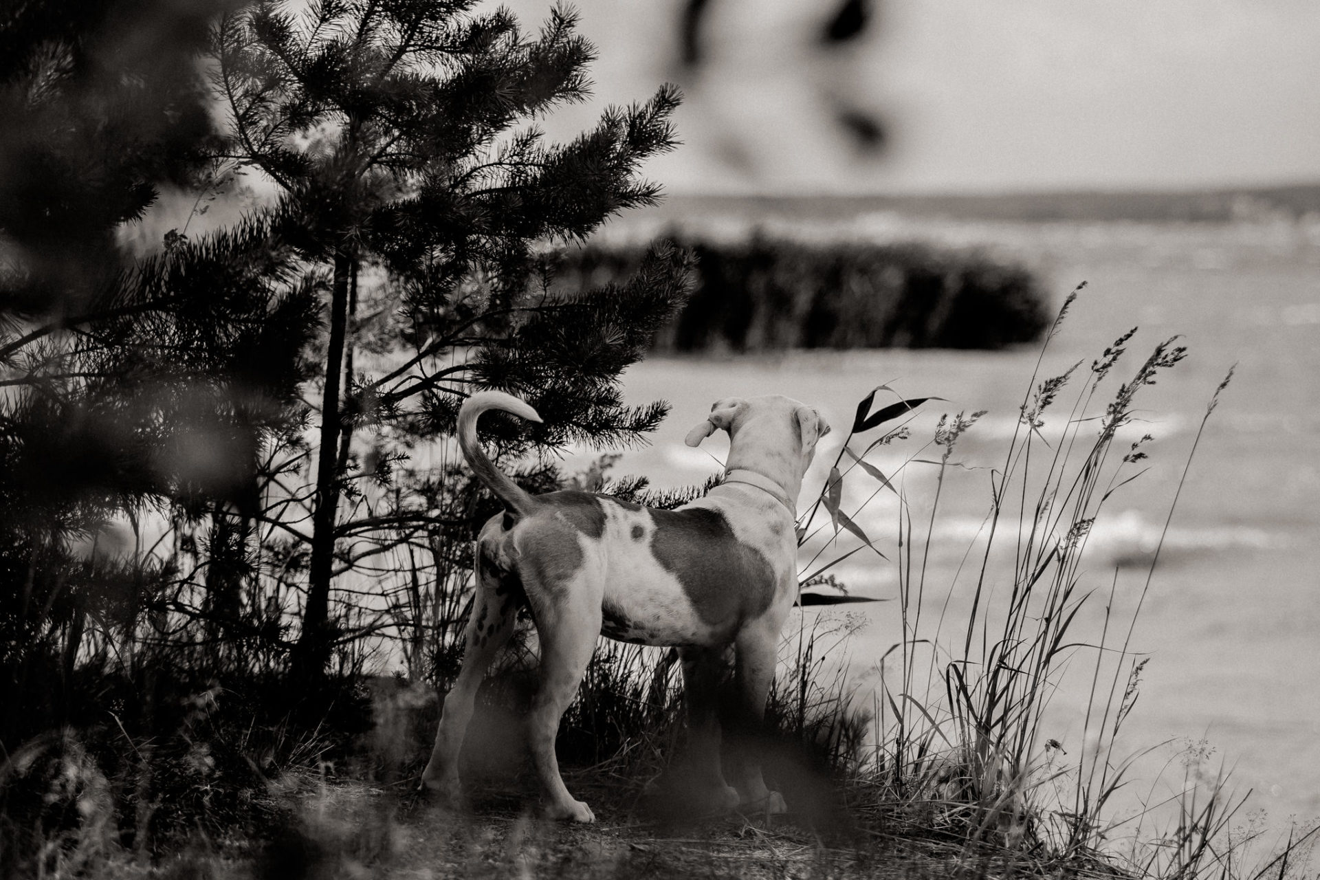 dog photographer stuttgart berlin-dogs playtime-american bulldog puppy-pet photographer-natural dog portrait-travel with dogs Lausitz