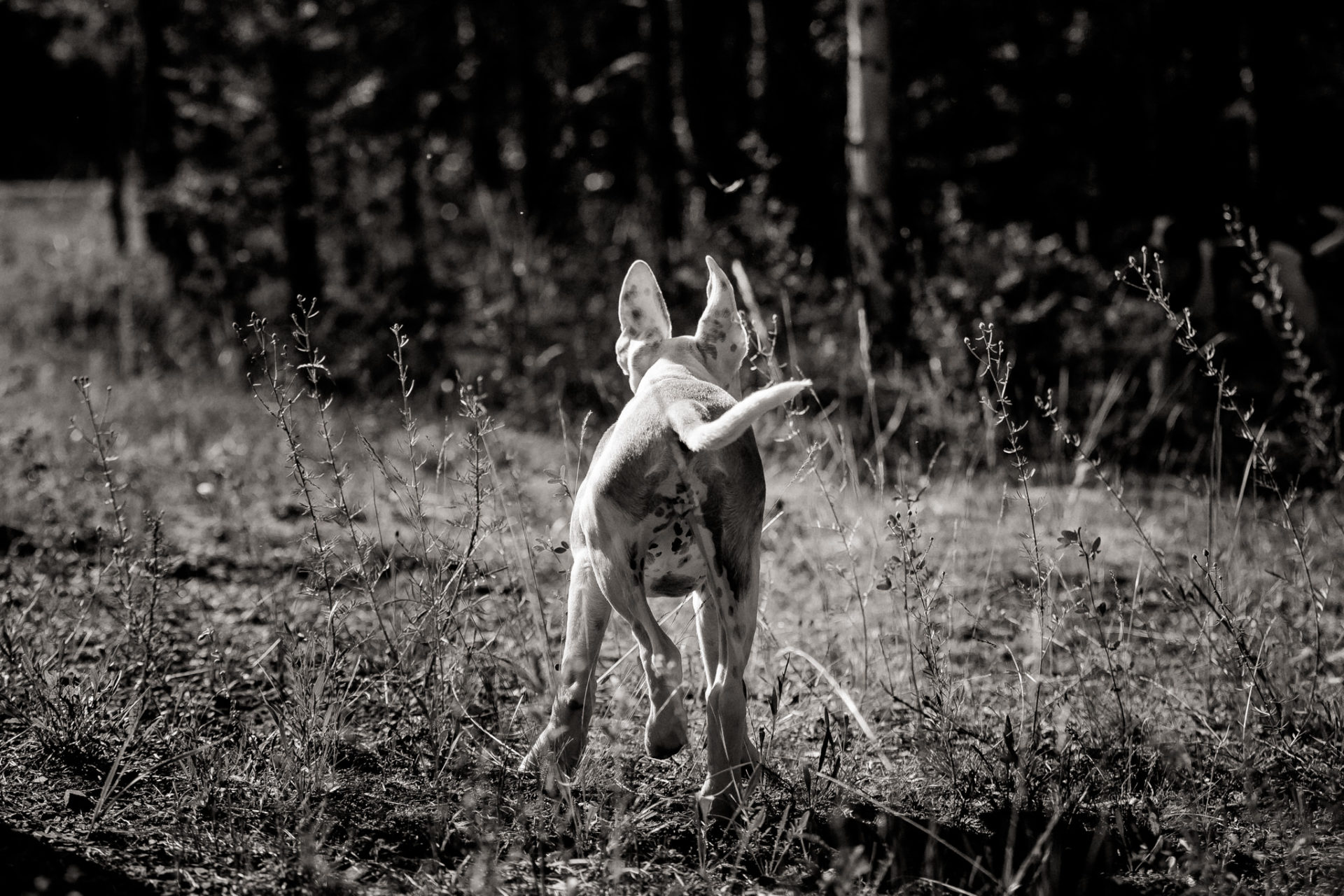 dog photographer stuttgart berlin-dogs playtime-american bulldog puppy-pet photographer-natural dog portrait-travel with dogs Lausitz