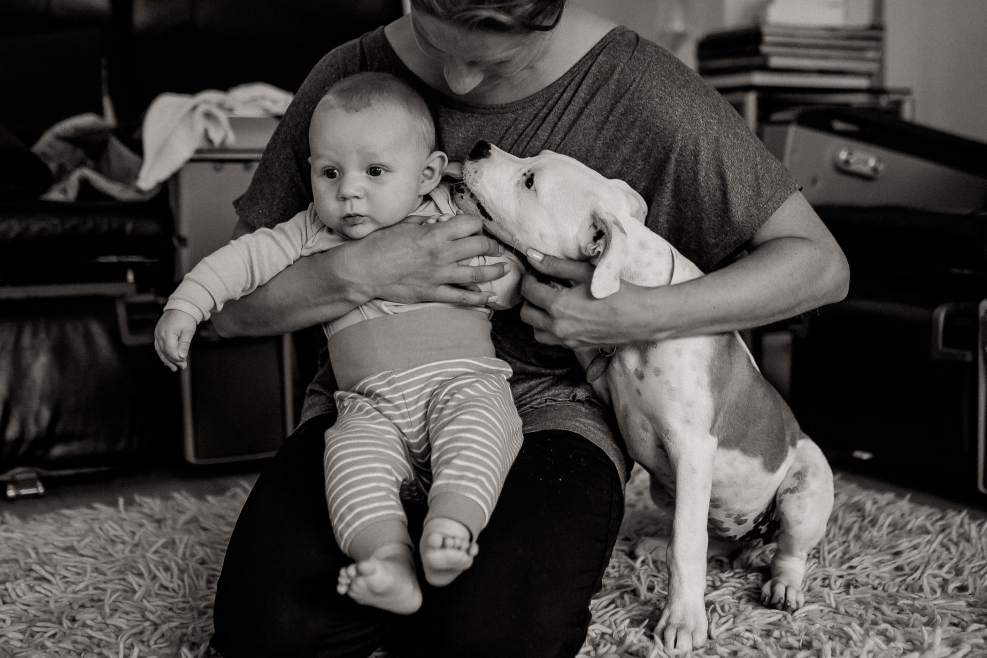 dog photographer stuttgart berlin-Home stories with pets-american bulldog puppy-pet photographer-natural dog portrait