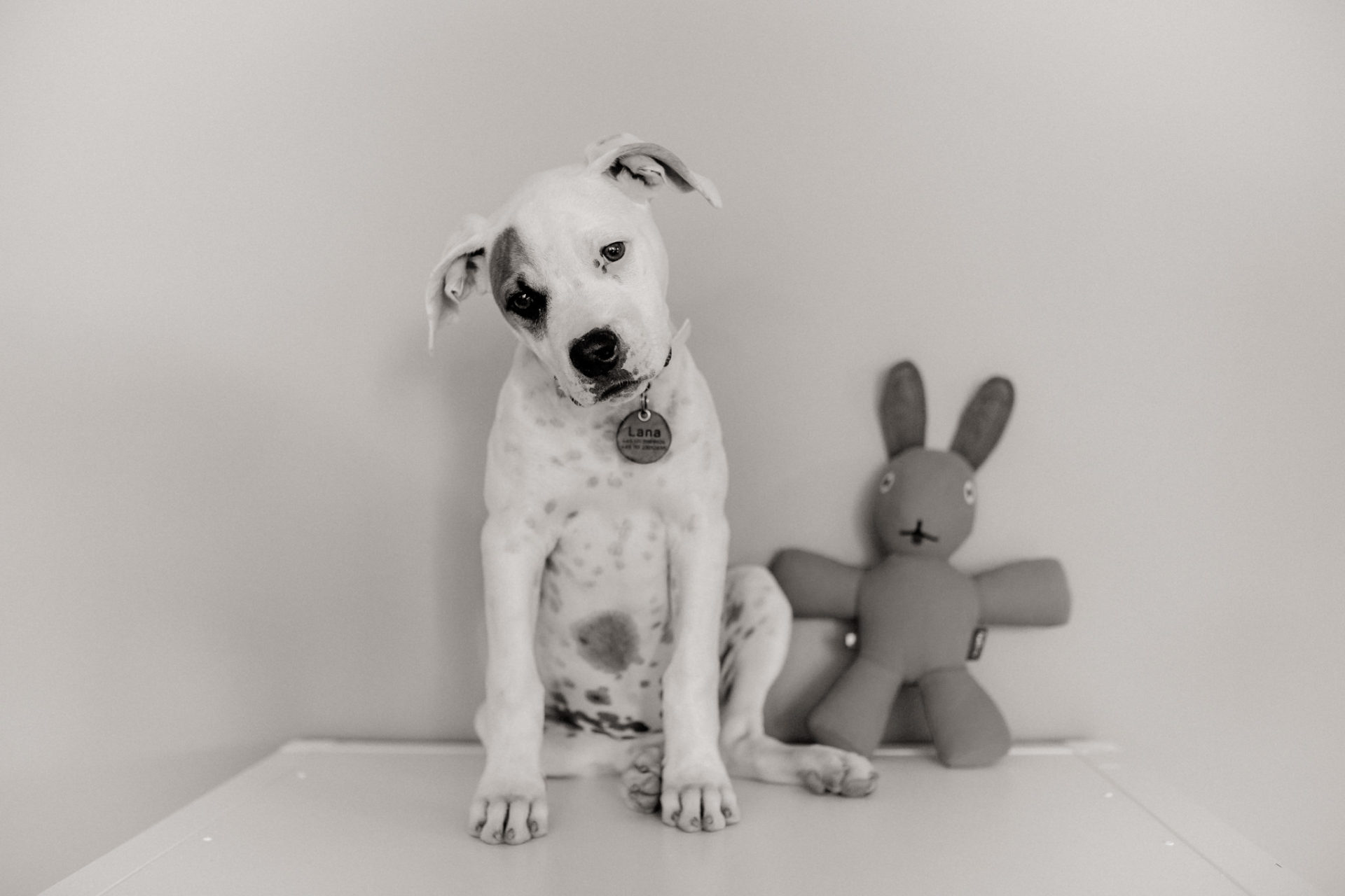 dog photographer stuttgart berlin-Home stories with pets-american bulldog puppy-pet photographer-natural dog portrait