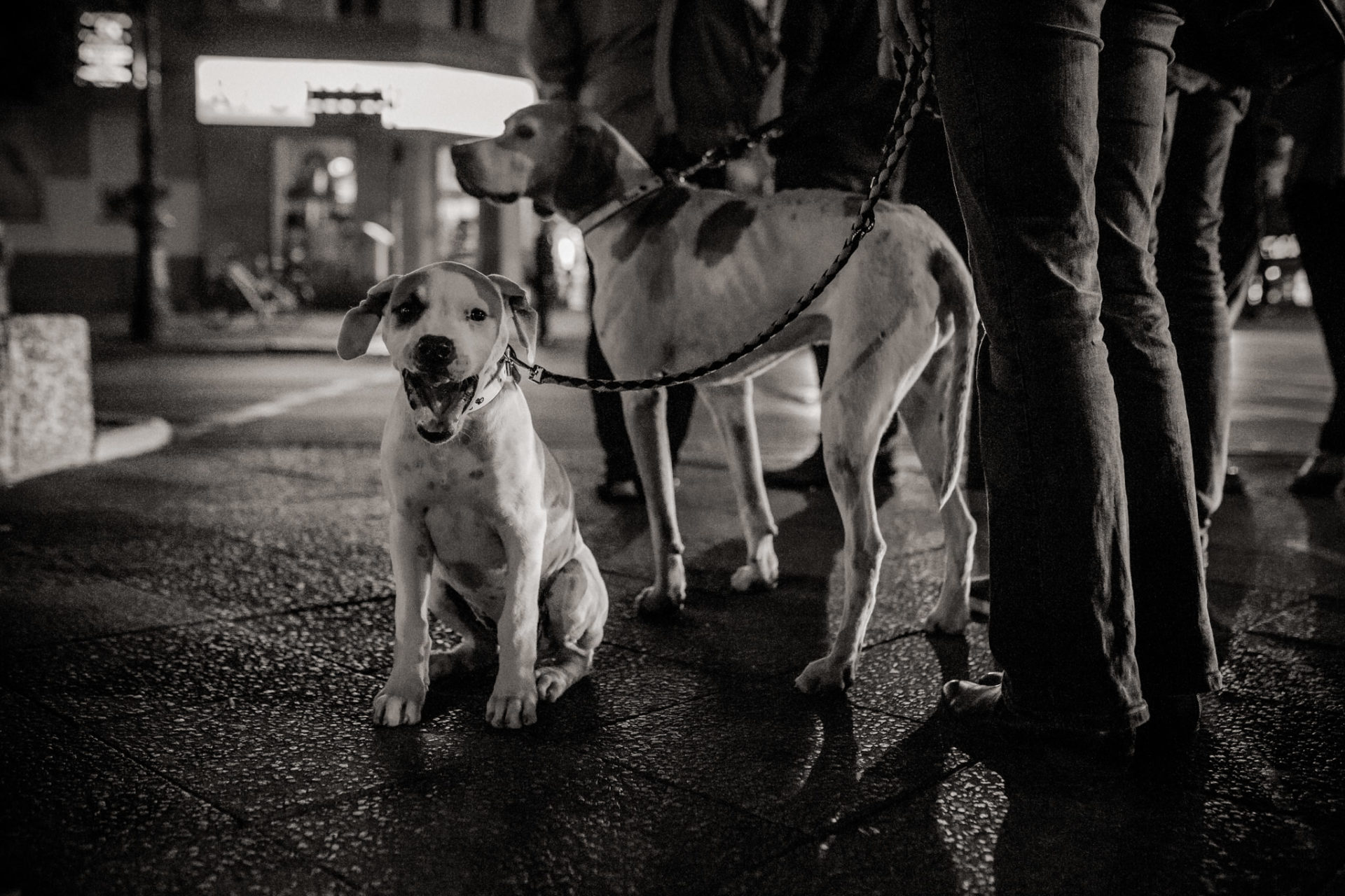 dog photographer berlin-american bulldog puppy-pet photographer-natural dog portrait-berlin with dogs-underground tram dogs berlin